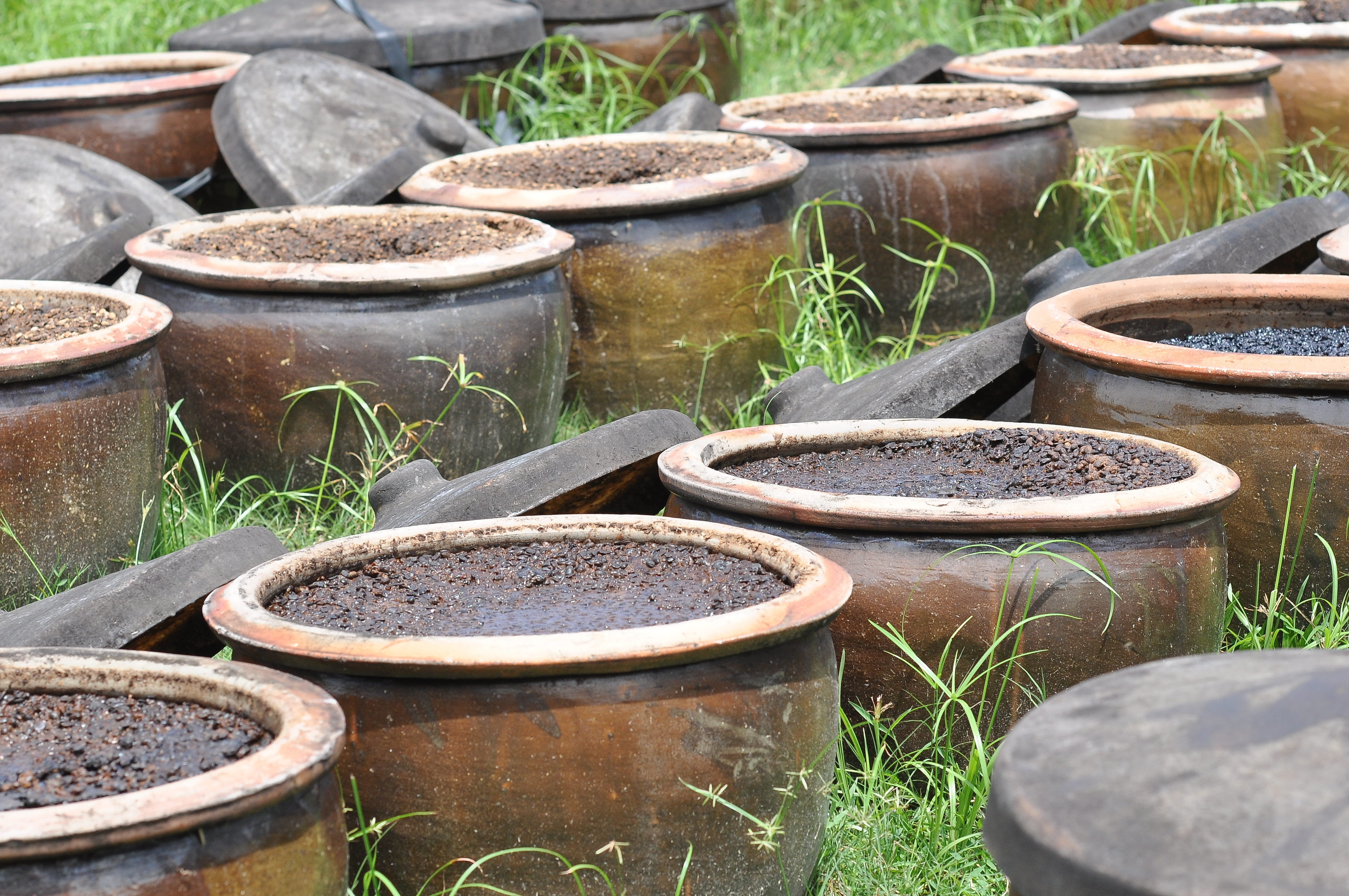 grass, old, no people, in a row, soy sauce, ceramics, plant, gardening, ferment, container, potted plant, pot, land, high angle view, choice, pottery, outdoors, HD Wallpaper
