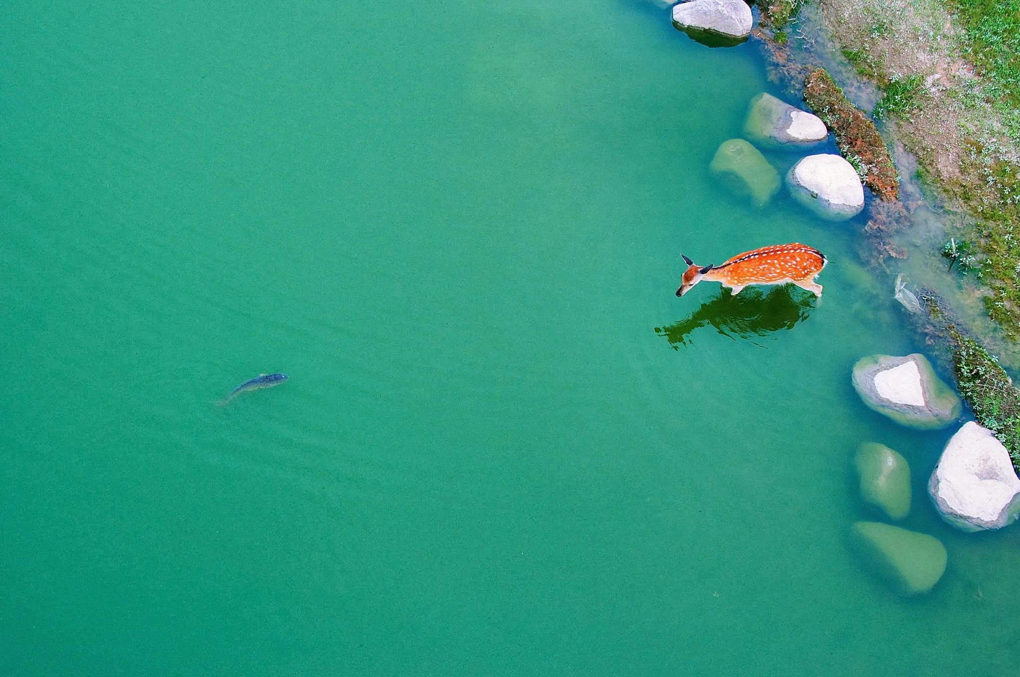 high angle view, marine, animal, outdoors, turquoise colored, no people, animal themes, group of animals, nature, orange, day, floating on water, waterfront, HD Wallpaper