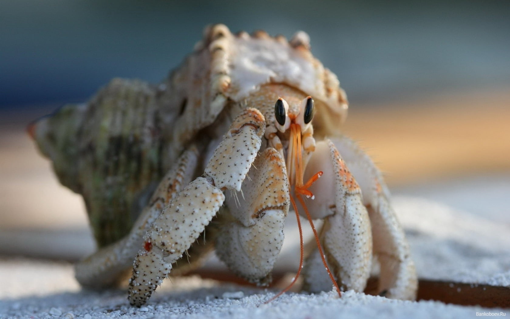 caribbean, atlantic Ocean, vacations, animal wildlife, arthropod, close-up, seafood, island, hermit, animal themes, summer, 720P, animal, climbing, crab, HD Wallpaper