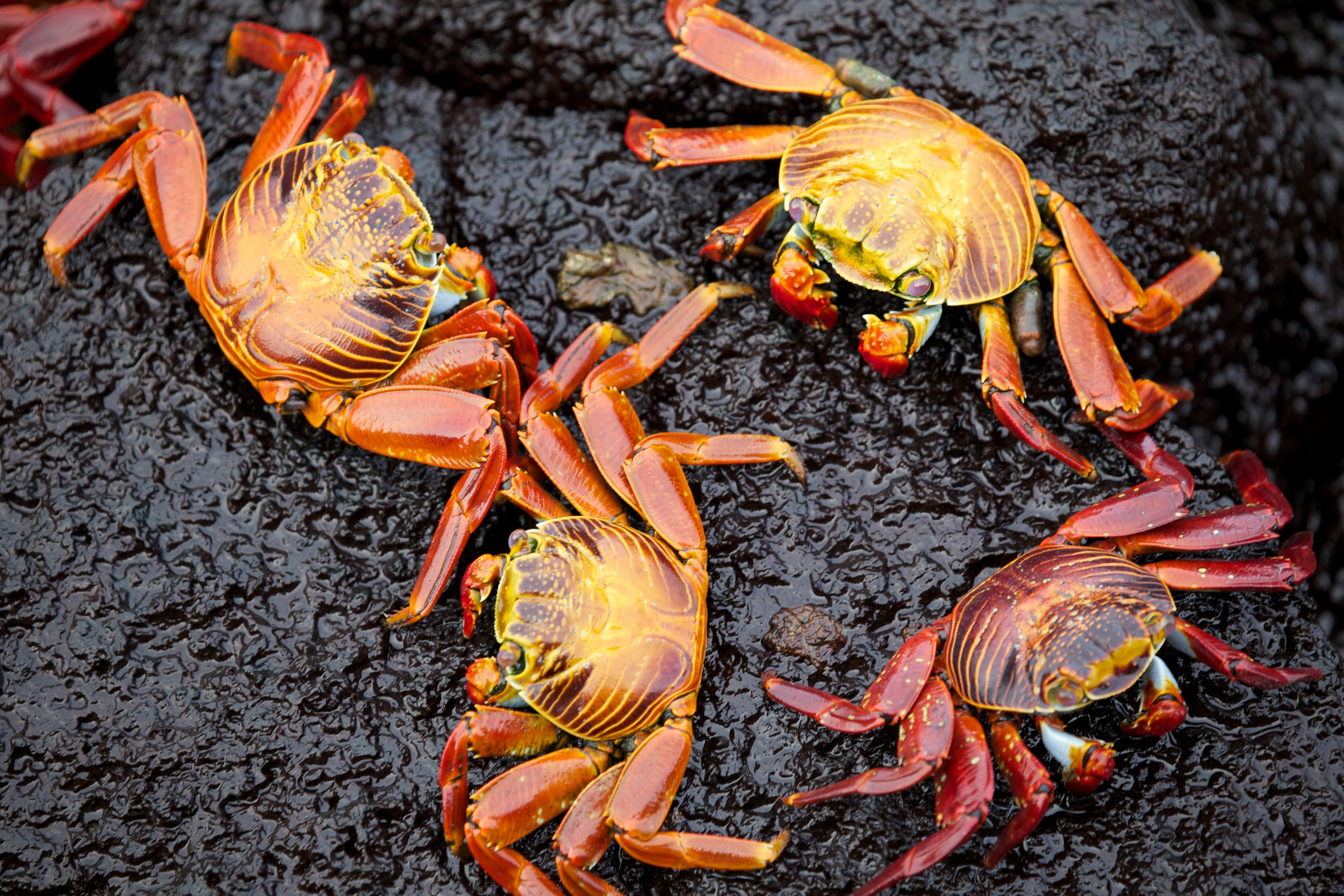 nature, Galapagos, red, Equador, Crab, sea, crabs, seafood, 5K, claw, Wildlife, food, animal, four, HD Wallpaper