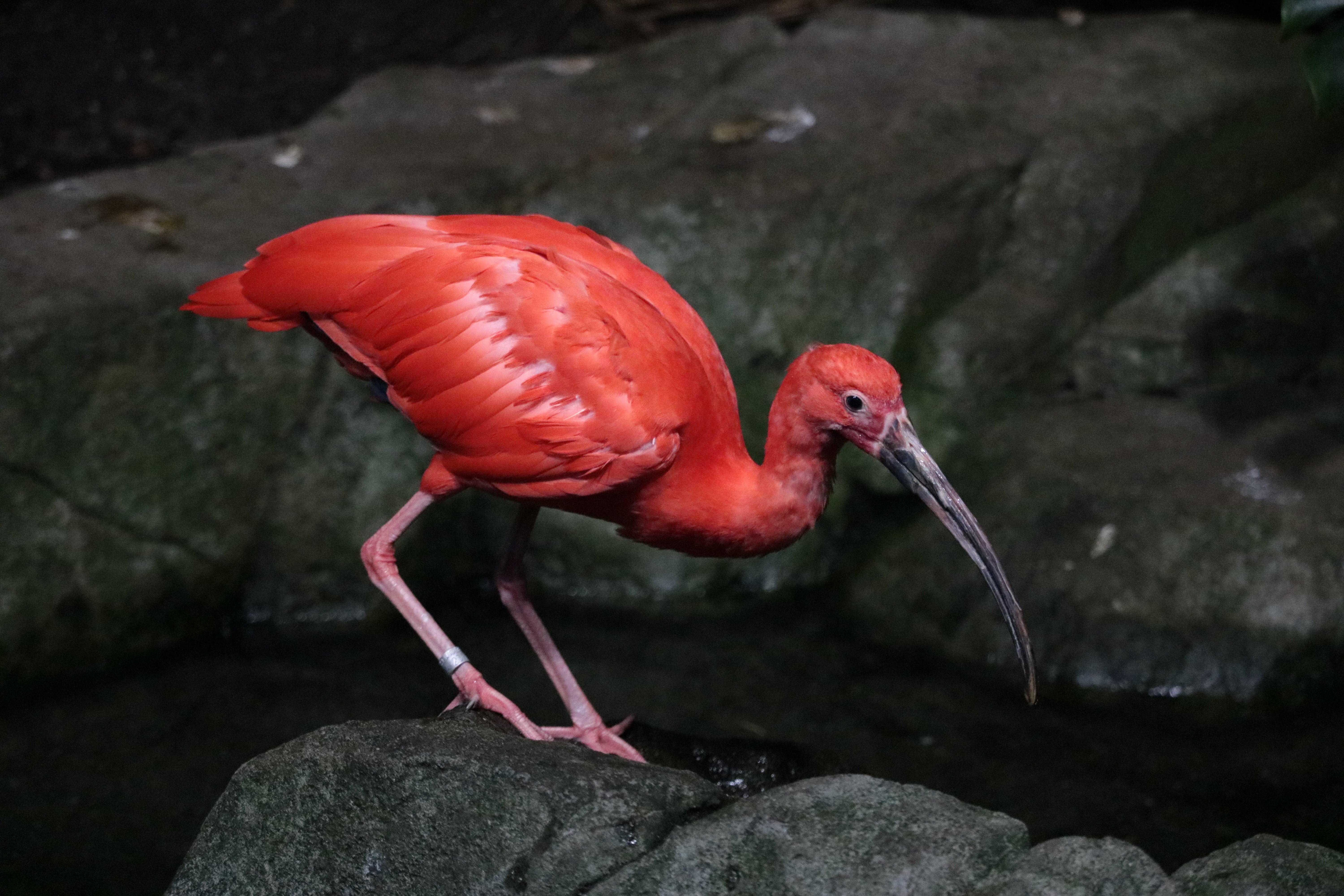 feathers, animal body part, beak, tropical, one animal, top, flamingo, vertebrate, animal wildlife, close-up, bird, solid, animals in the wild, rock - object, HD Wallpaper
