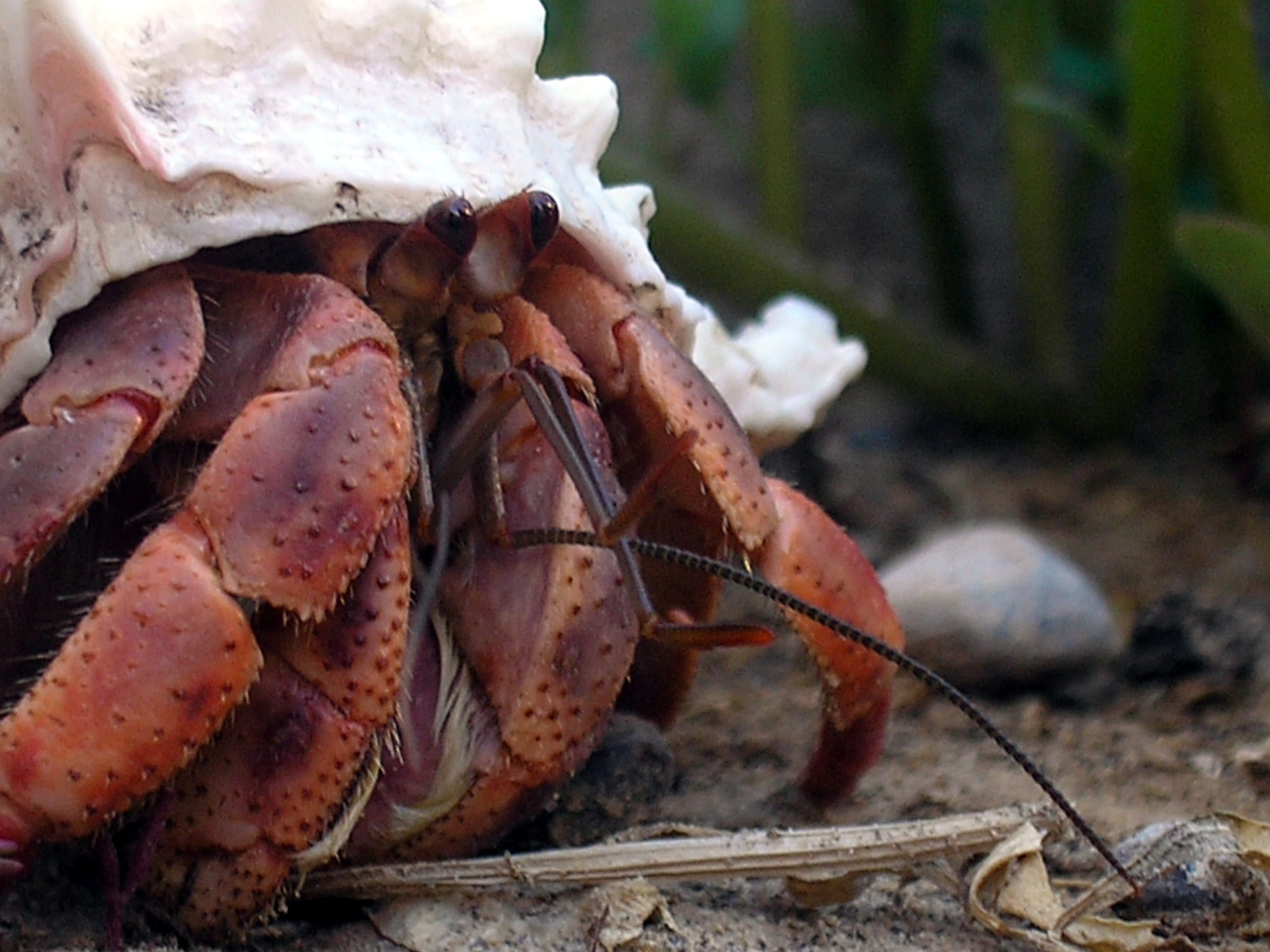 caribbean, Caribbean hermit crab, Coenobita clypeatus, animals in the wild, hermit, healthy eating, sea life, animal wildlife, animal Shell, selective focus, HD Wallpaper