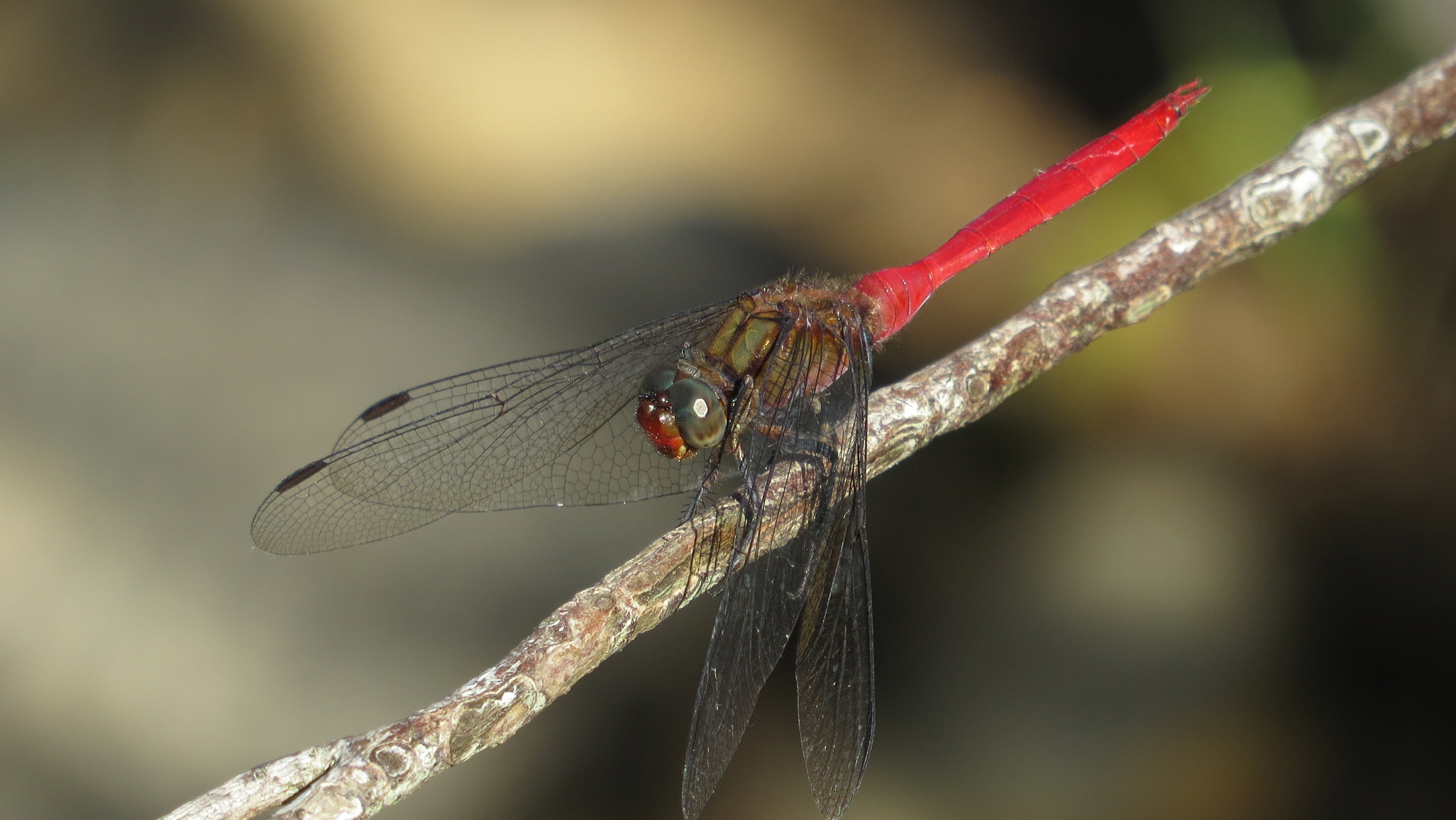 Male, focus, Skimmer, Dragonfly, photography, State Forest, animal, Orthetrum villosovittatum, Orthetrum  villosovittatum, wildlife, Queensland, selective focus, HD Wallpaper