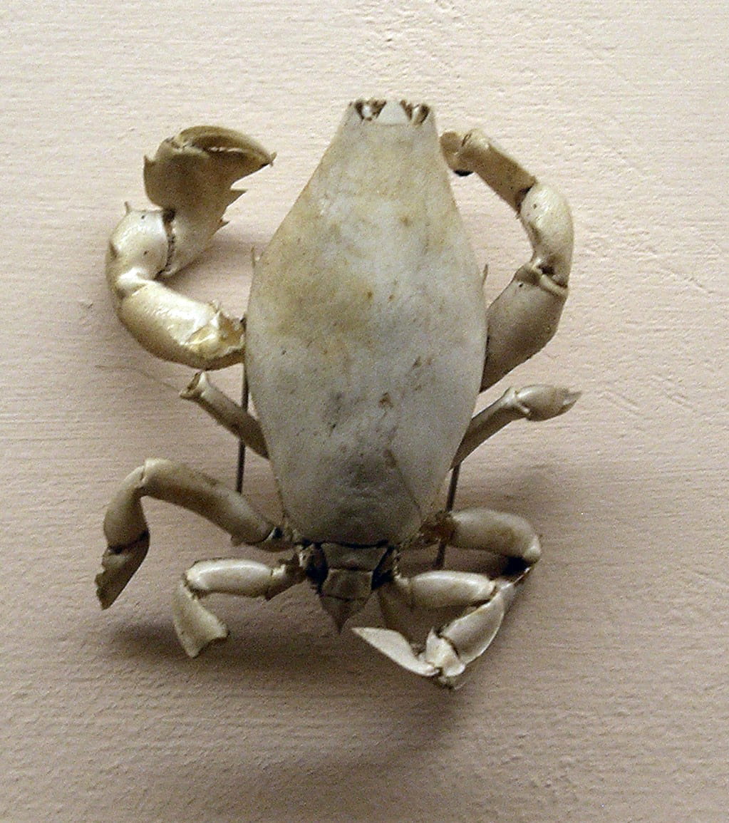 close-up, wellbeing, still life, food and drink, lyreidus, sea, crab, food, 480P, wildlife, Lyreidus tridentatus, fish, wall - building feature, healthy eating, Phone HD Wallpaper