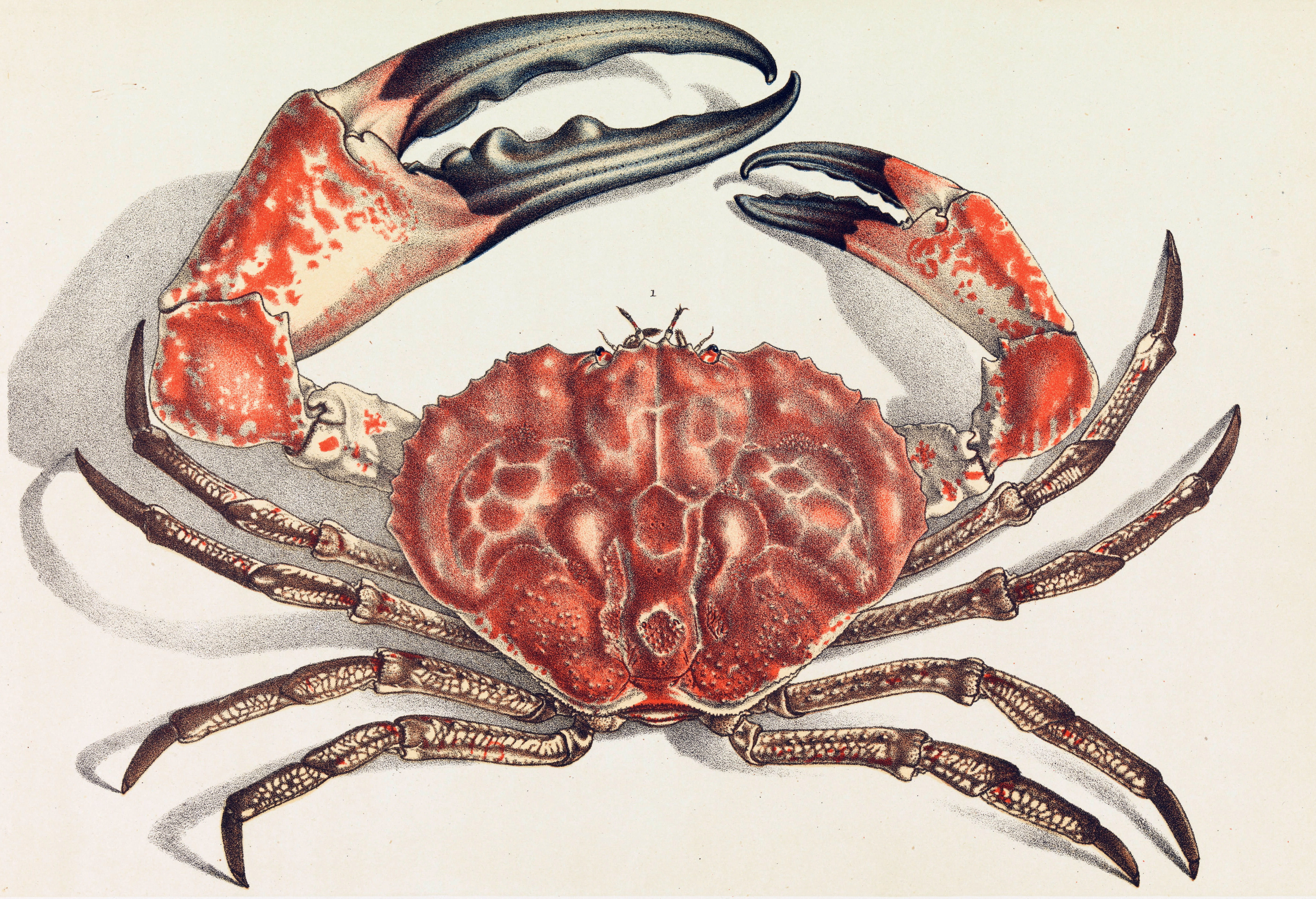 wildlife, marine, white background, animal wildlife, invertebrate, Pseudocarcinus gigas, sea, gigas, food and drink, freshness, pseudocarcinus, red, public domain, HD Wallpaper