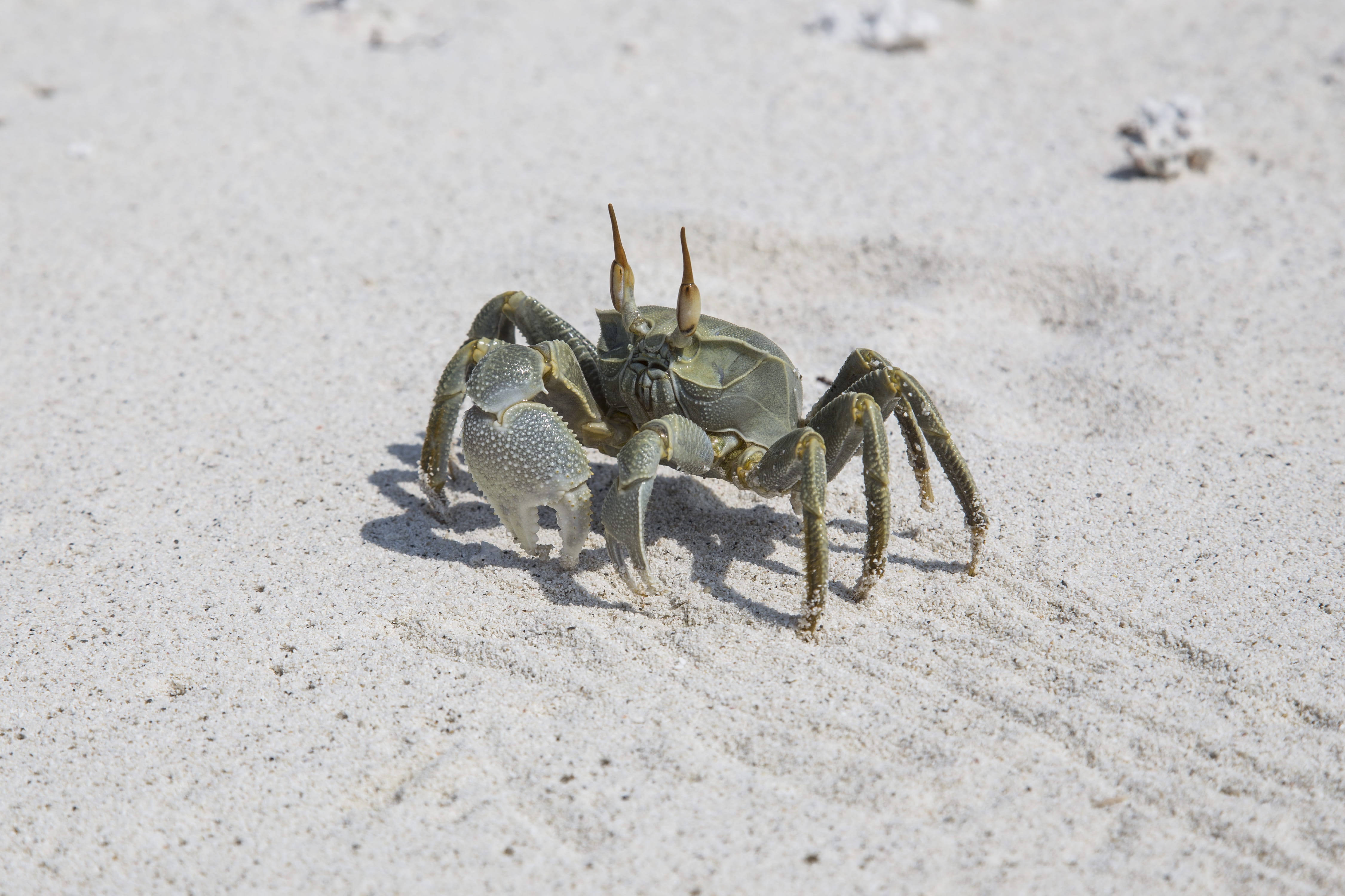 claw, beach, sand, crab, thulusdhoo, life, one animal, ocean, land, invertebrate, gray, sea, animal wildlife, arachnid, zoology, sunlight, close-up, sea life, HD Wallpaper