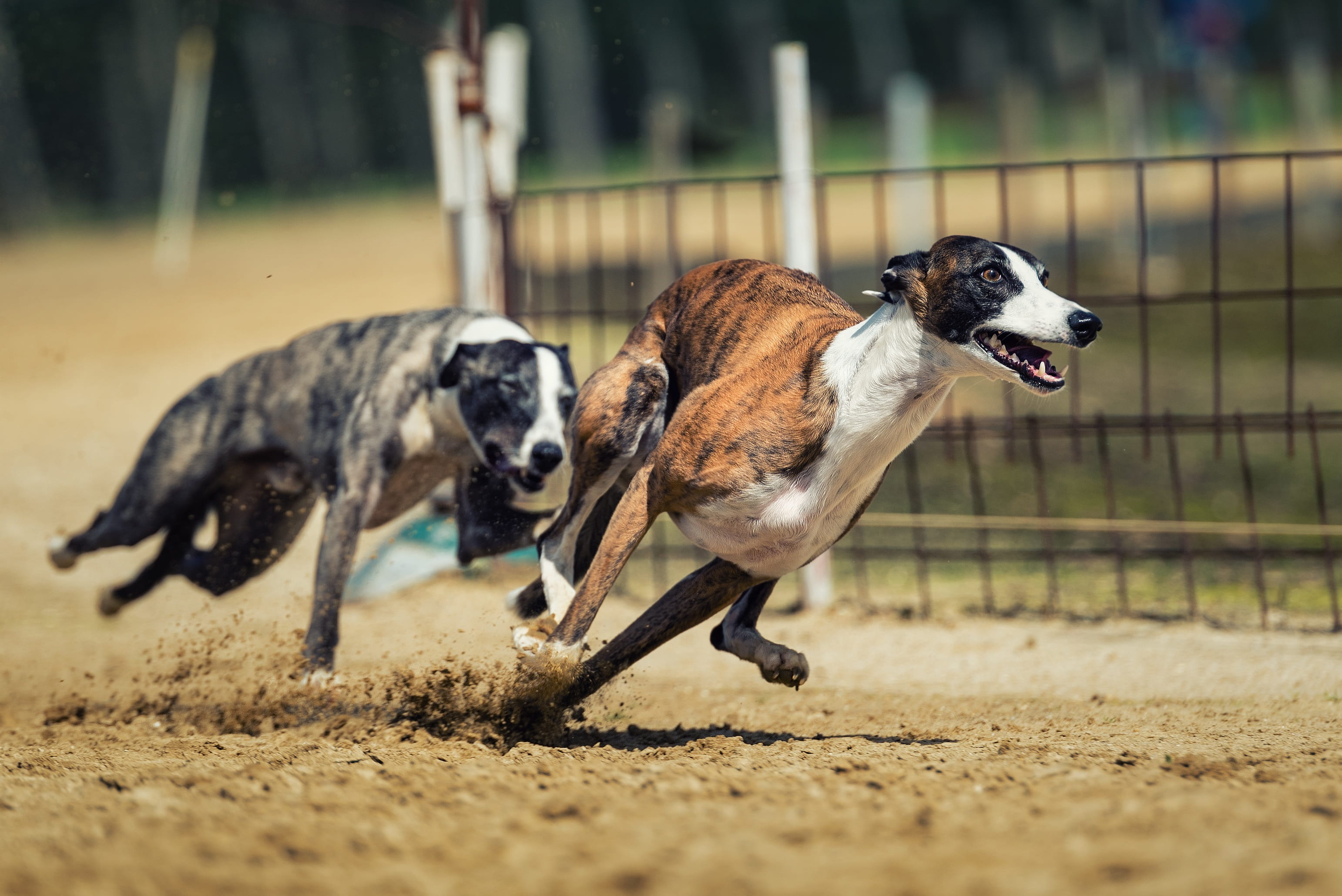 animal, fast, nature, animal themes, brown, domestic animals, brindle, carnivores, speed, fur, day, fence, grey, dog racing, graceful, dog, mammal, win, HD Wallpaper