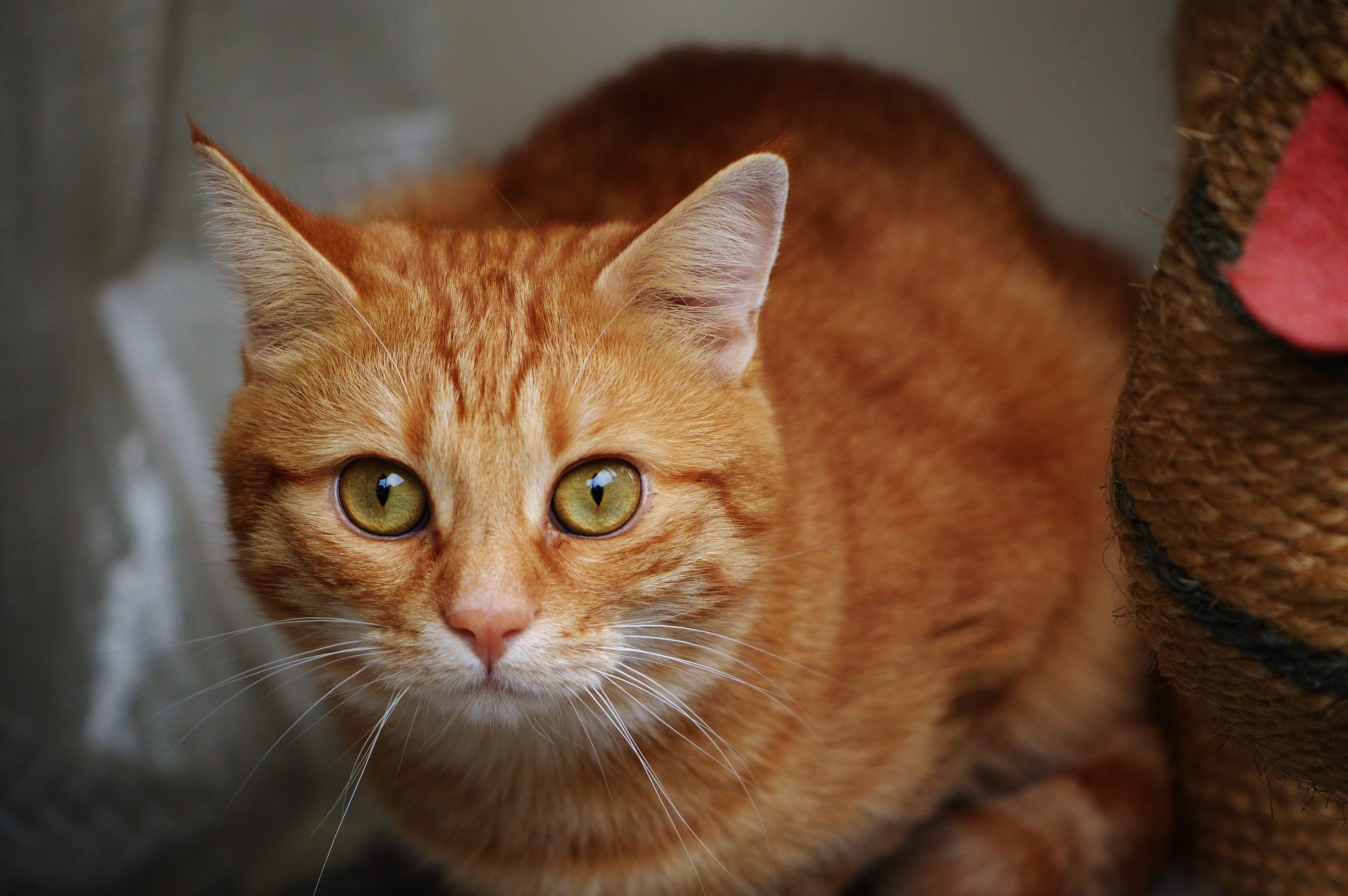 pet, domestic cat, animal head, cat, mammal, 4K, tiger, indoors, cute, pets, red cat, adidas, sweet, animal world, whisker, playful, cuddly, domestic, HD Wallpaper