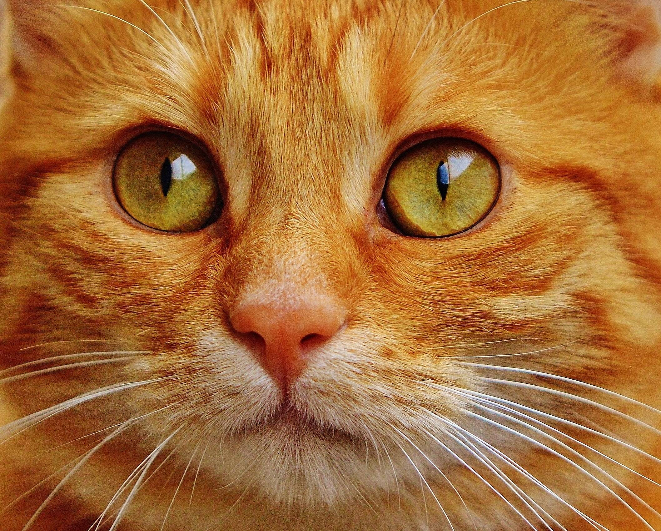 cute, cuddly, animal, red, mackerel, 1080P, sweet, cat, tiger, HD Wallpaper