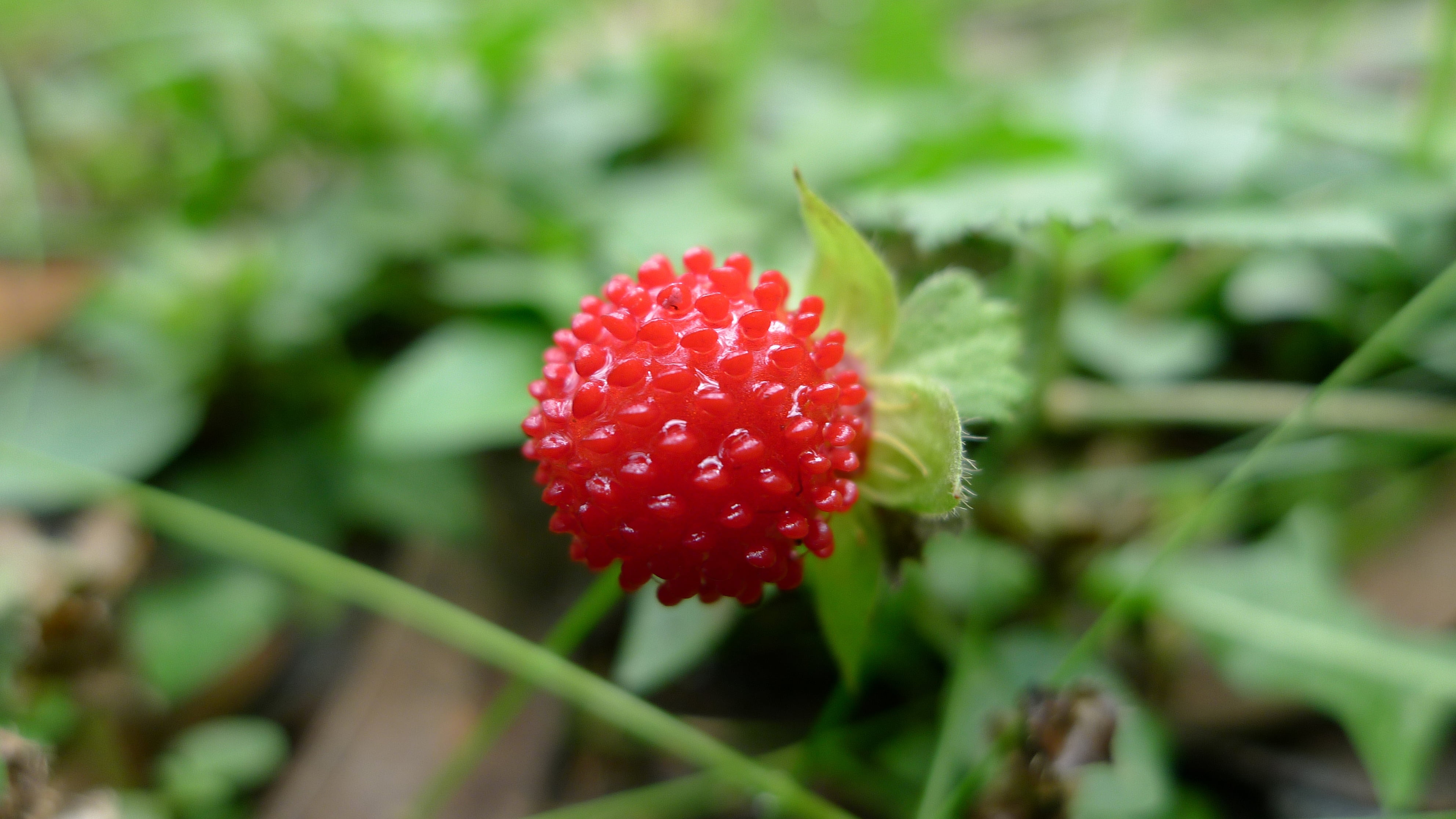 gourmet, nature, leaf, binomial, Olinda  Victoria, family, potentilla, Rosaceae, macro, close-up, red  fruit, taxonomy, strawberry, freshness, geo, food, HD Wallpaper