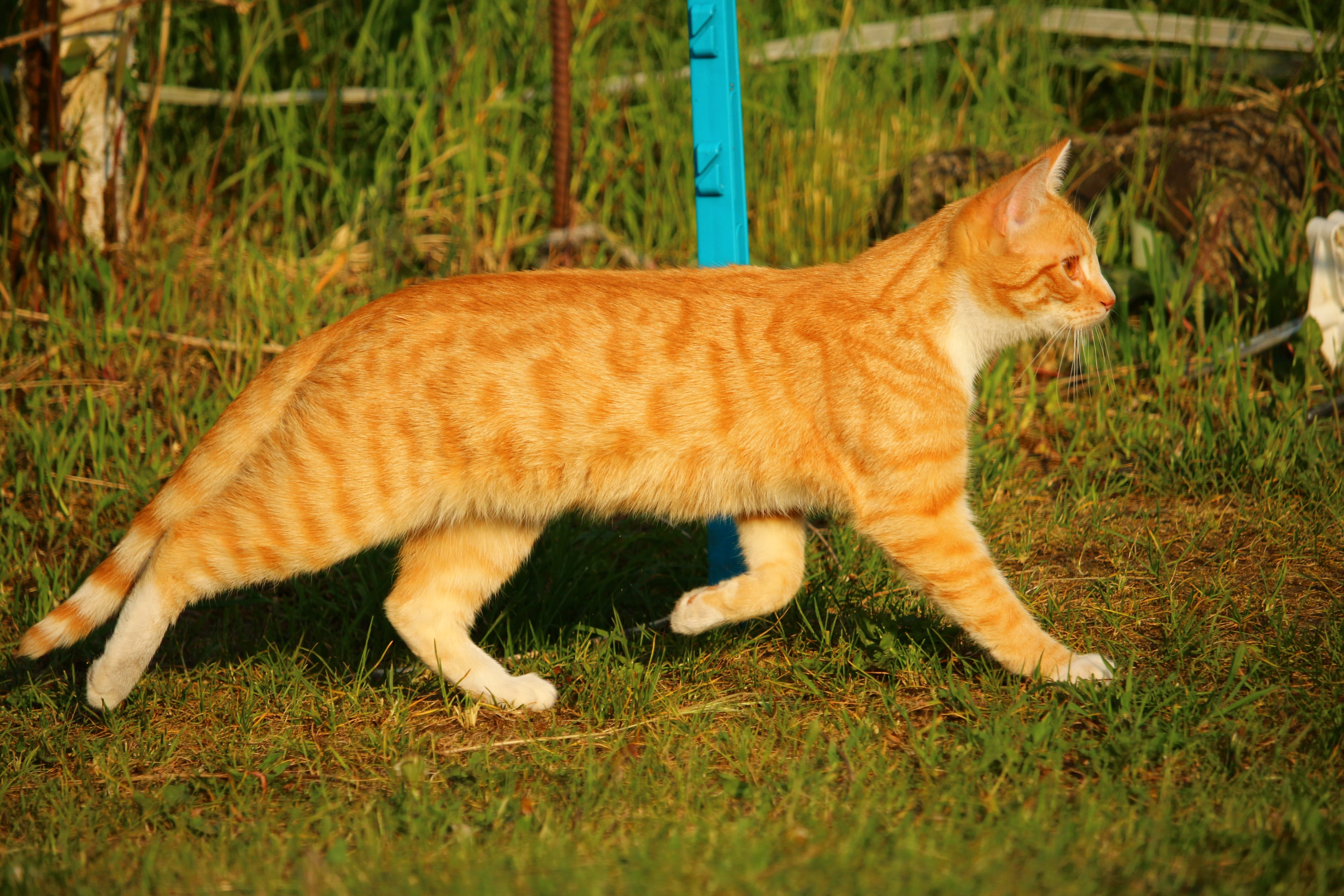 kitten, red cat, vertebrate, 5K, nature, mieze, ginger cat, one animal, field, grass, mammal, outdoors, day, whisker, animal themes, full length, land, HD Wallpaper