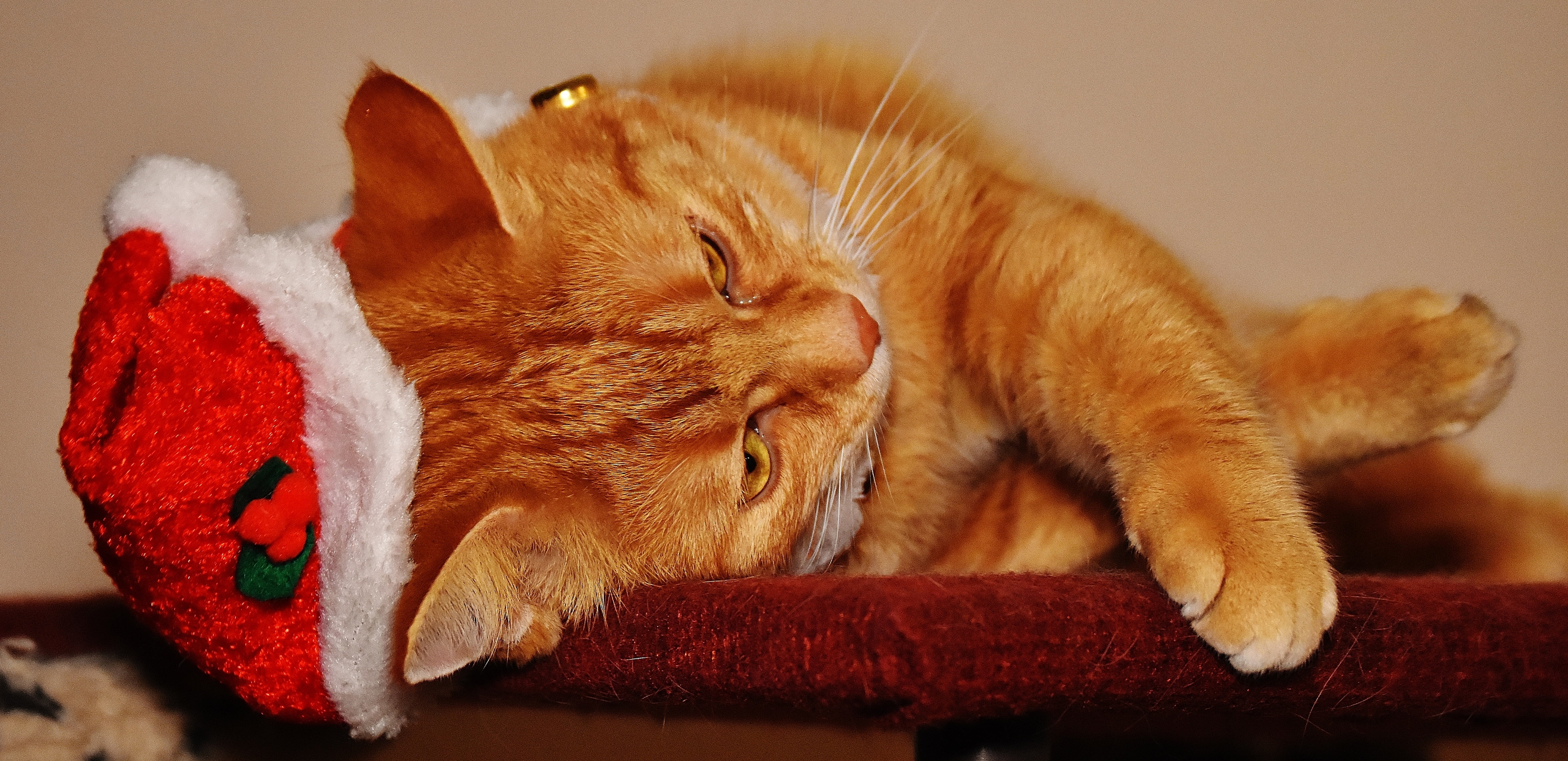 cute, animal head, adidas, cats eyes, no people, cat, red, close-up, kitten, domestic, tabby, mammal, domestic animals, cat face, relaxation, mackerel, HD Wallpaper
