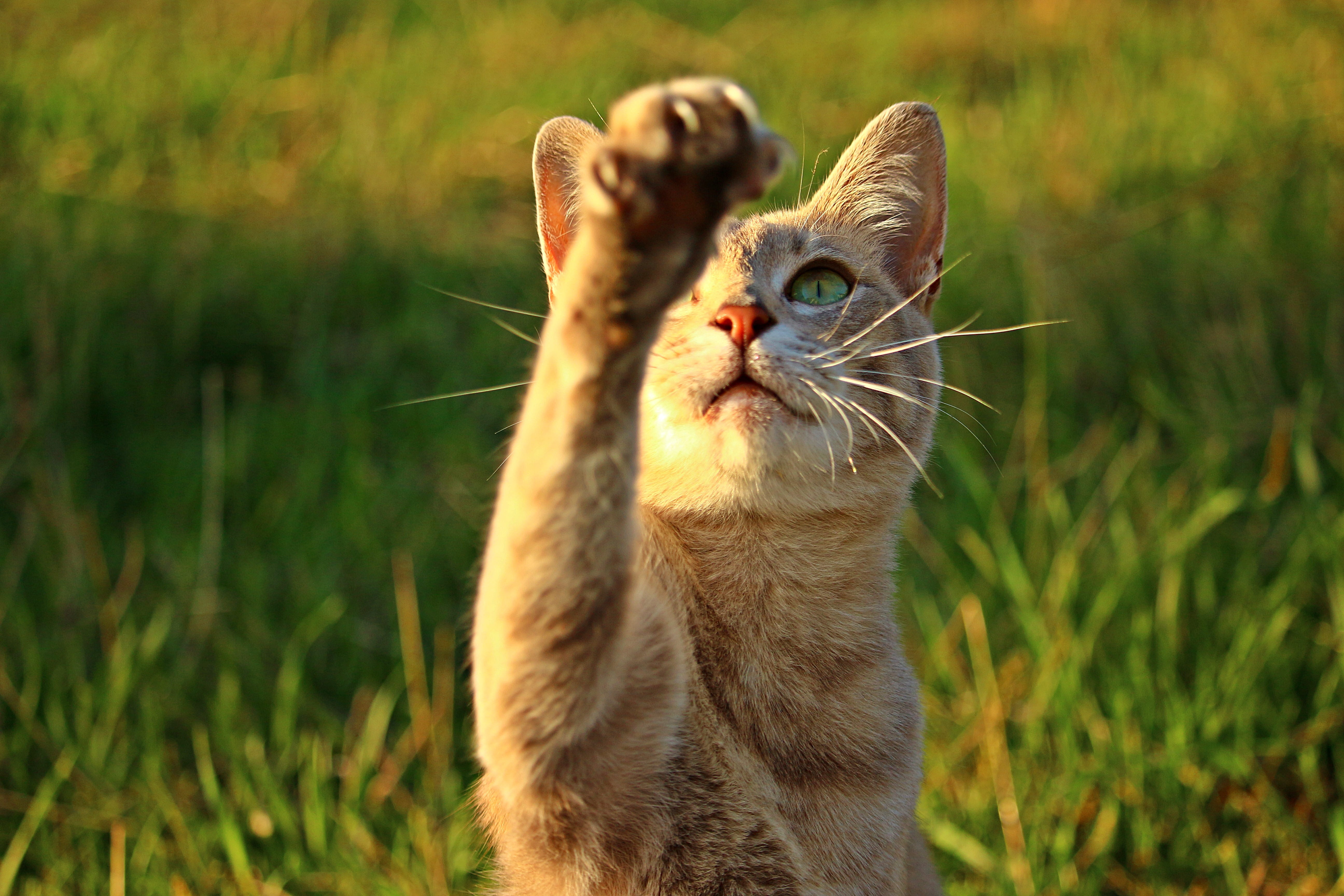 photography, talon, 5K, animal, pets, vertebrate, domestic animals, kitten, green color, cat, mackerel, animal themes, animal body part, focus, paw, plant, HD Wallpaper