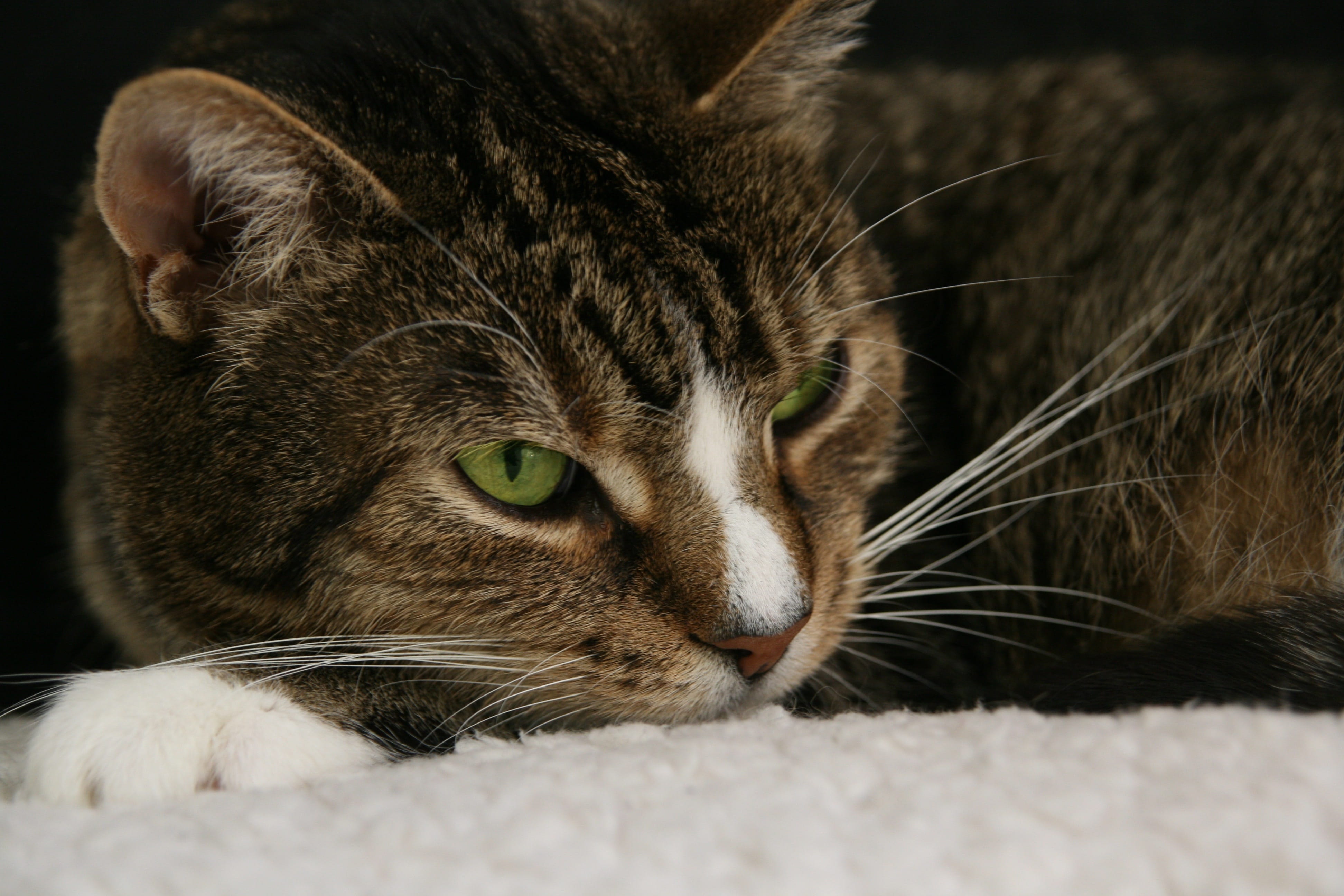 looking away, vertebrate, pets, tabby, whiskers, selective focus, whisker, relaxation, animal themes, cat, domestic cat, domestic, 4K, one animal, snout, HD Wallpaper
