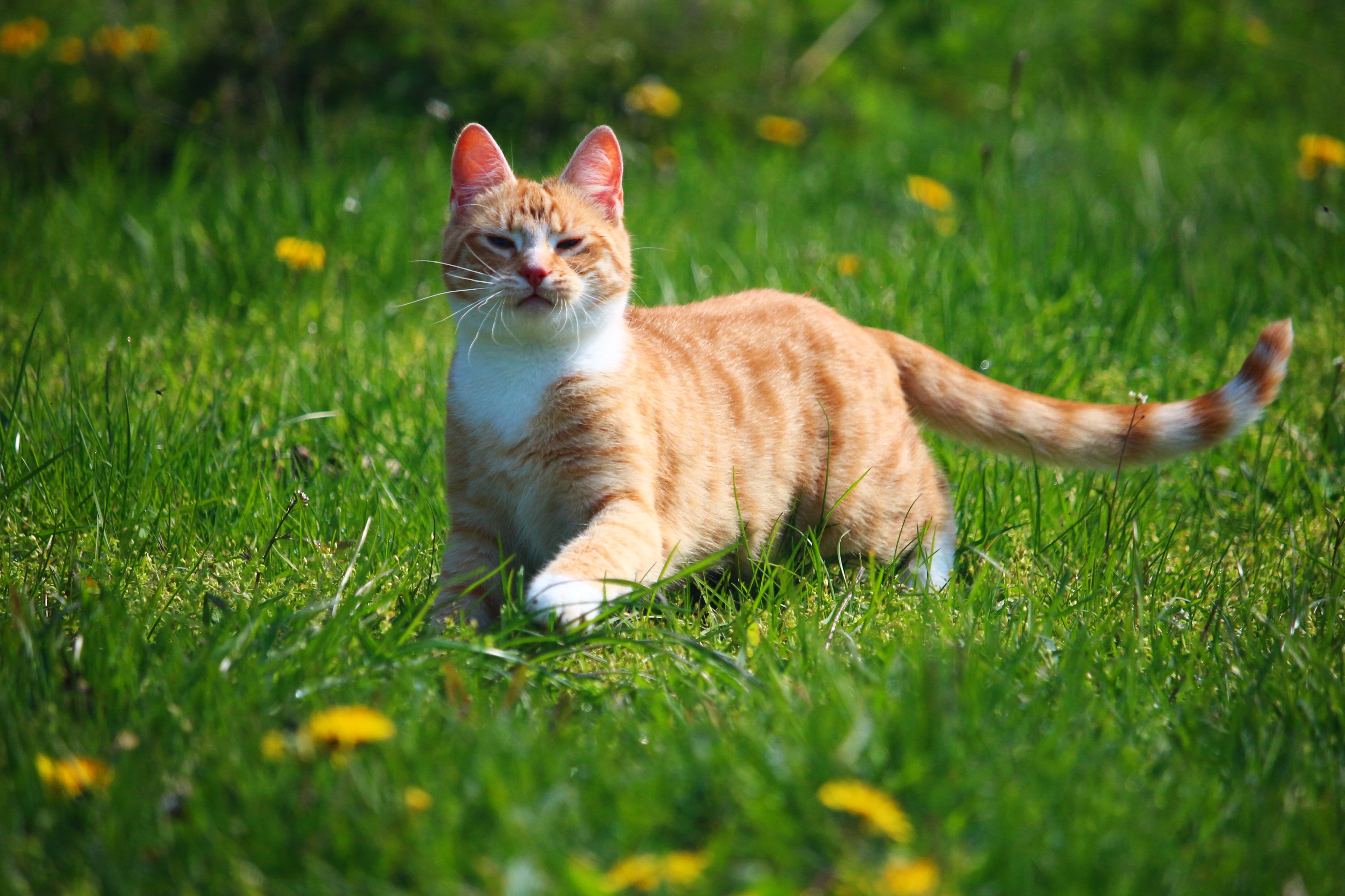 pets, green color, green, grass, animal, tabby, orange, mieze, red cat, vertebrate, animal themes, mackerel, kitten, 5K, plant, whisker, selective focus, HD Wallpaper