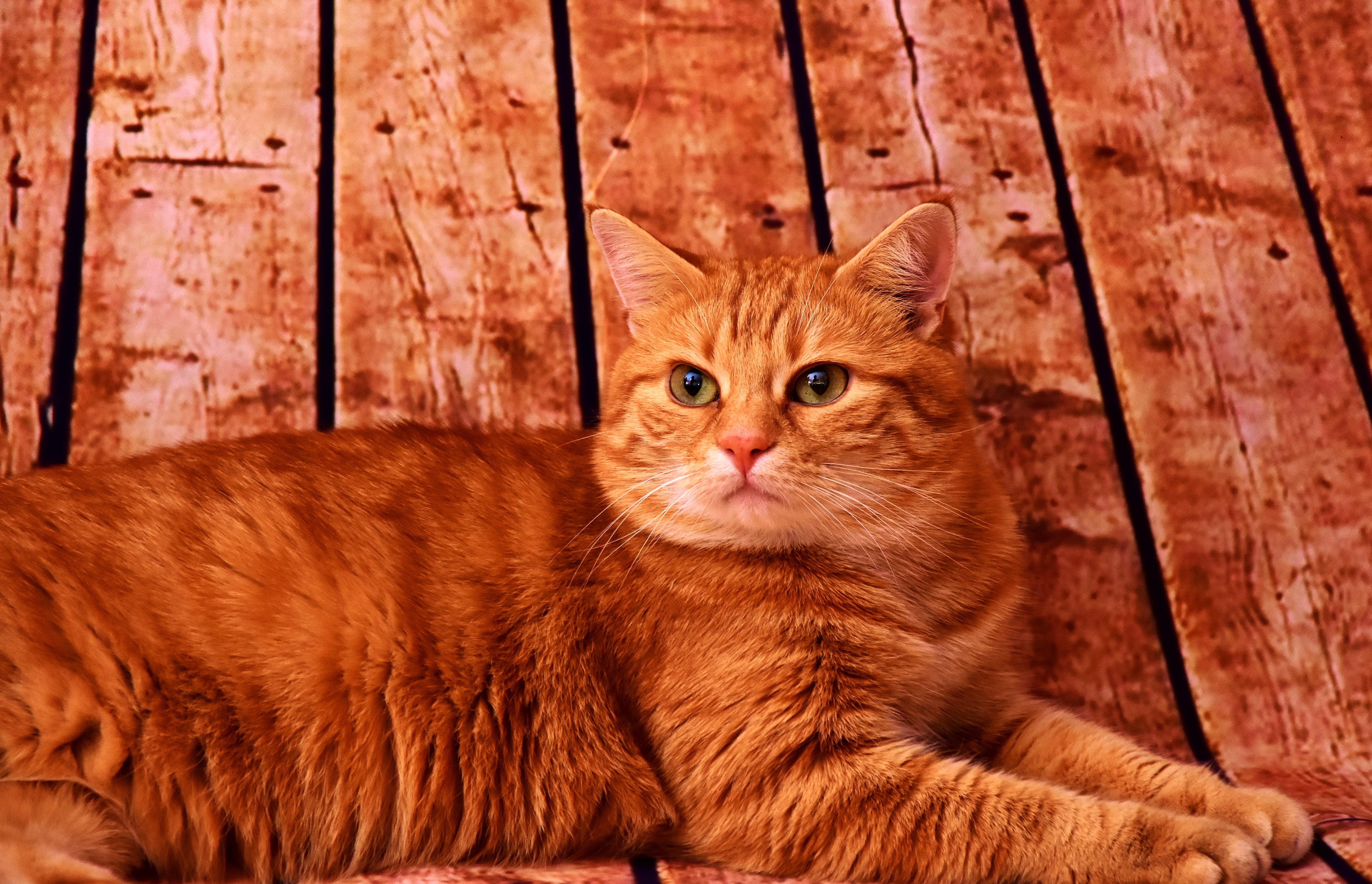 wood - material, feline, cat, vertebrate, tabby, animal, 5K, pallet, pet, mackerel, looking at camera, domestic animals, one animal, domestic, animal themes, HD Wallpaper