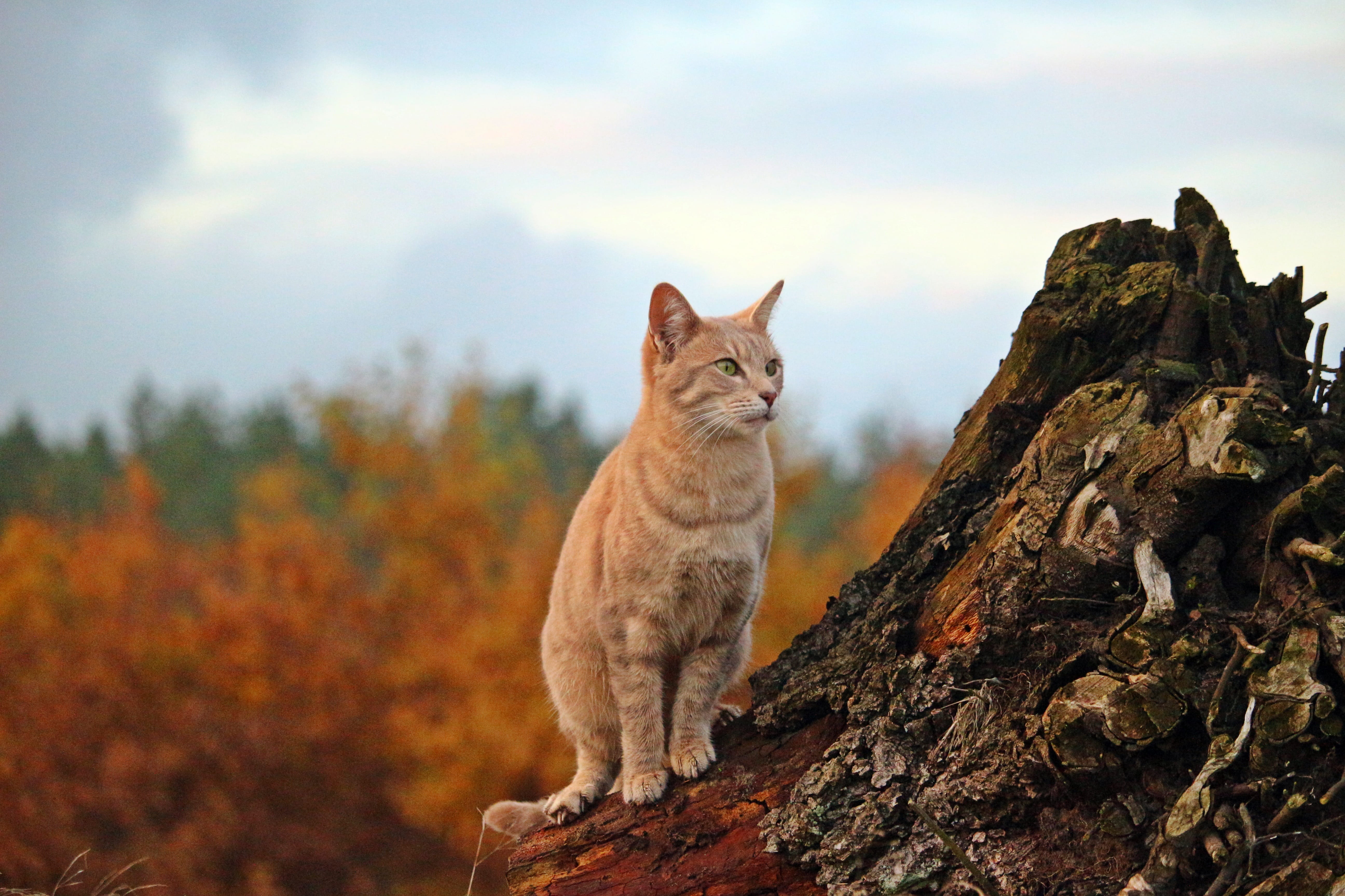 Cat, one animal, mieze, grass, tiger cat, animal, animal themes, tree, breed cat, vertebrate, nature, Mackerel, whisker, mammal, standing, Kitten, pets, HD Wallpaper