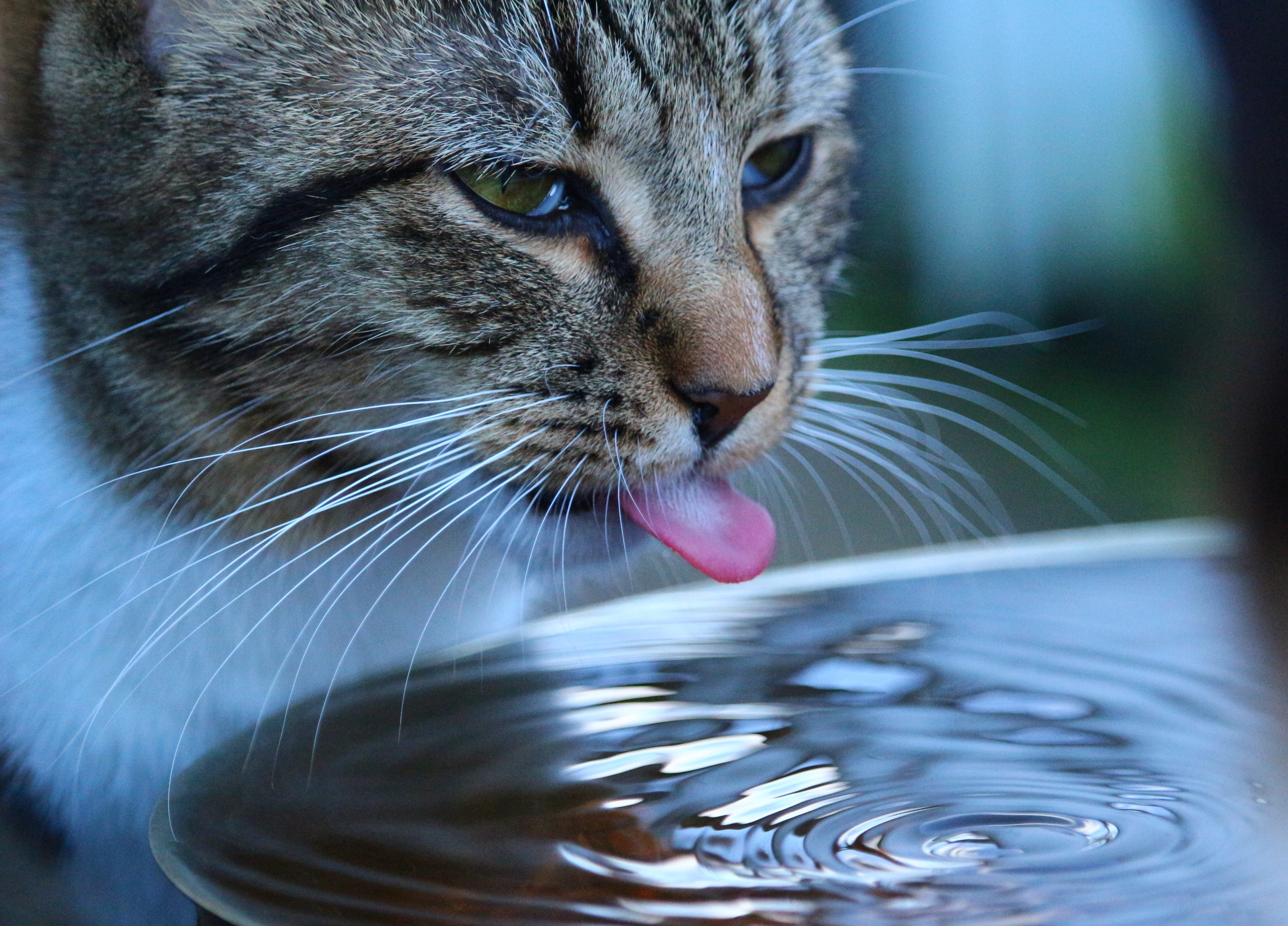 animal head, drinking, vertebrate, mouth open, no people, ripples, nature, time, animal body part, focus on foreground, water, domestic animals, cat, close-up, HD Wallpaper