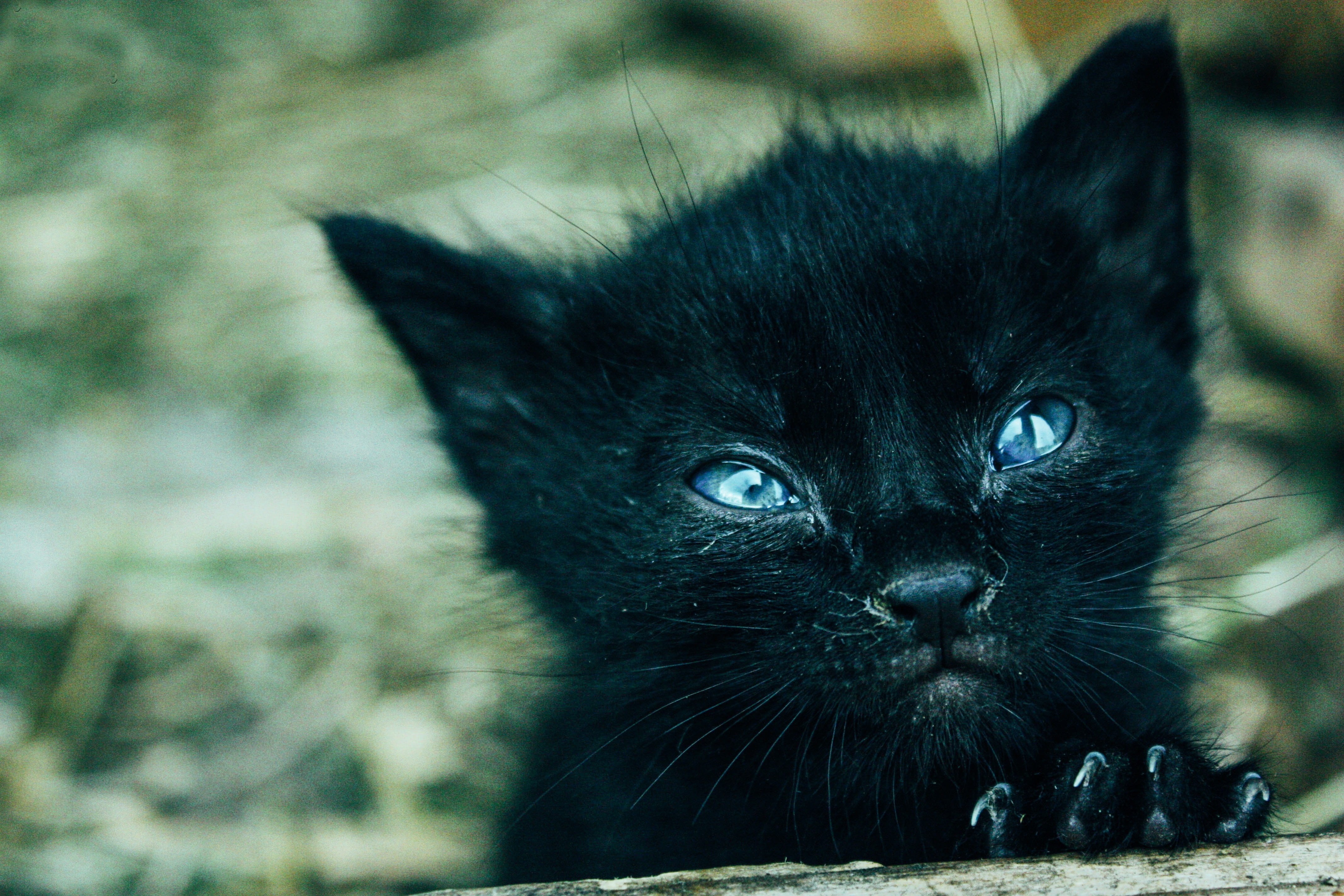 cat, kitten, blu eyes, eyes, feline, fur, domestic cat, focus on foreground, little cat, animal eye, black color, 4K, no people, close-up, mammal, looking at camera, HD Wallpaper