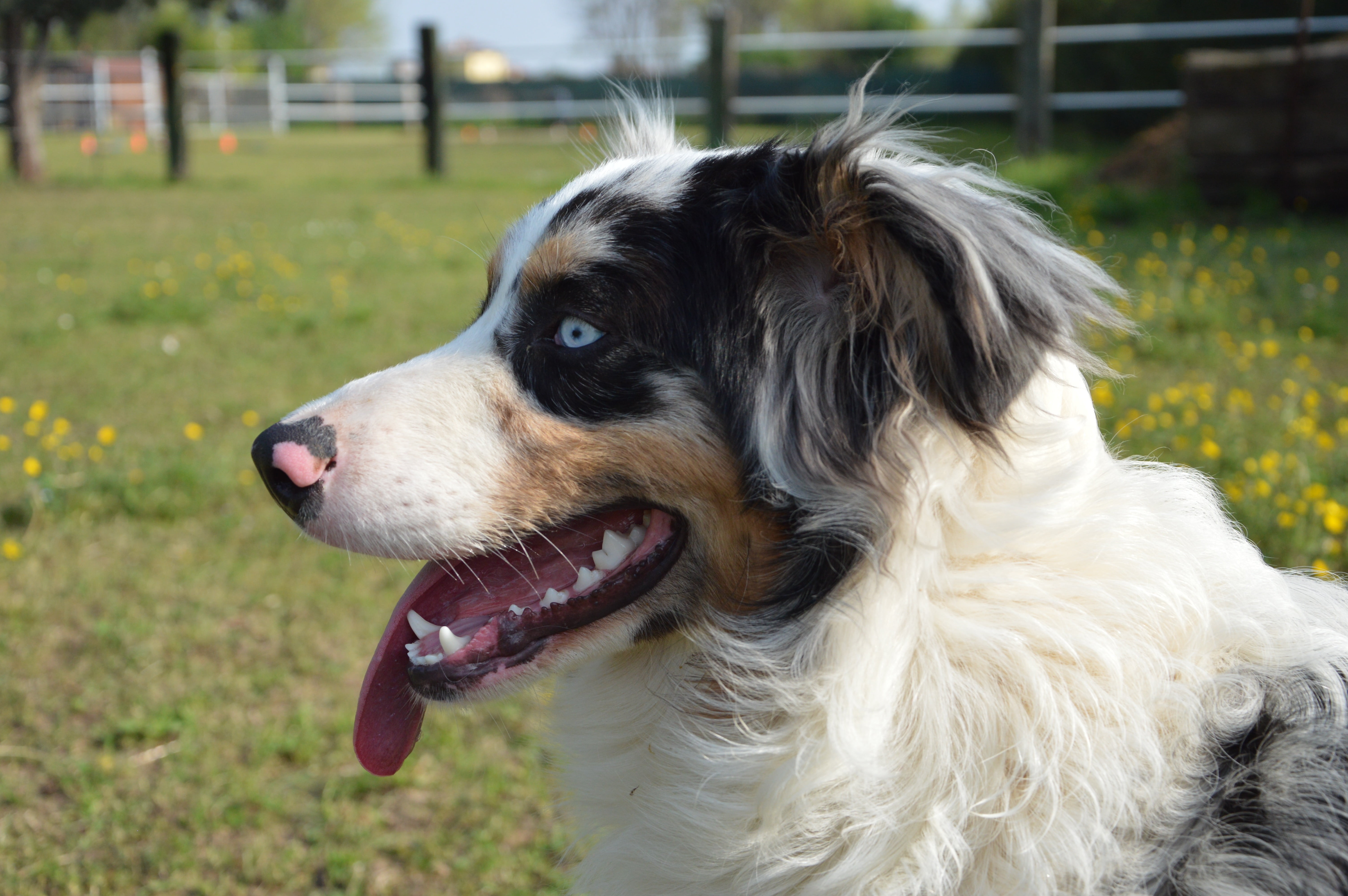 blue eye, looking away, animal tongue, attention, mouth open, no people, day, domestic, facial expression, focus on foreground, one animal, looking, mammal, HD Wallpaper