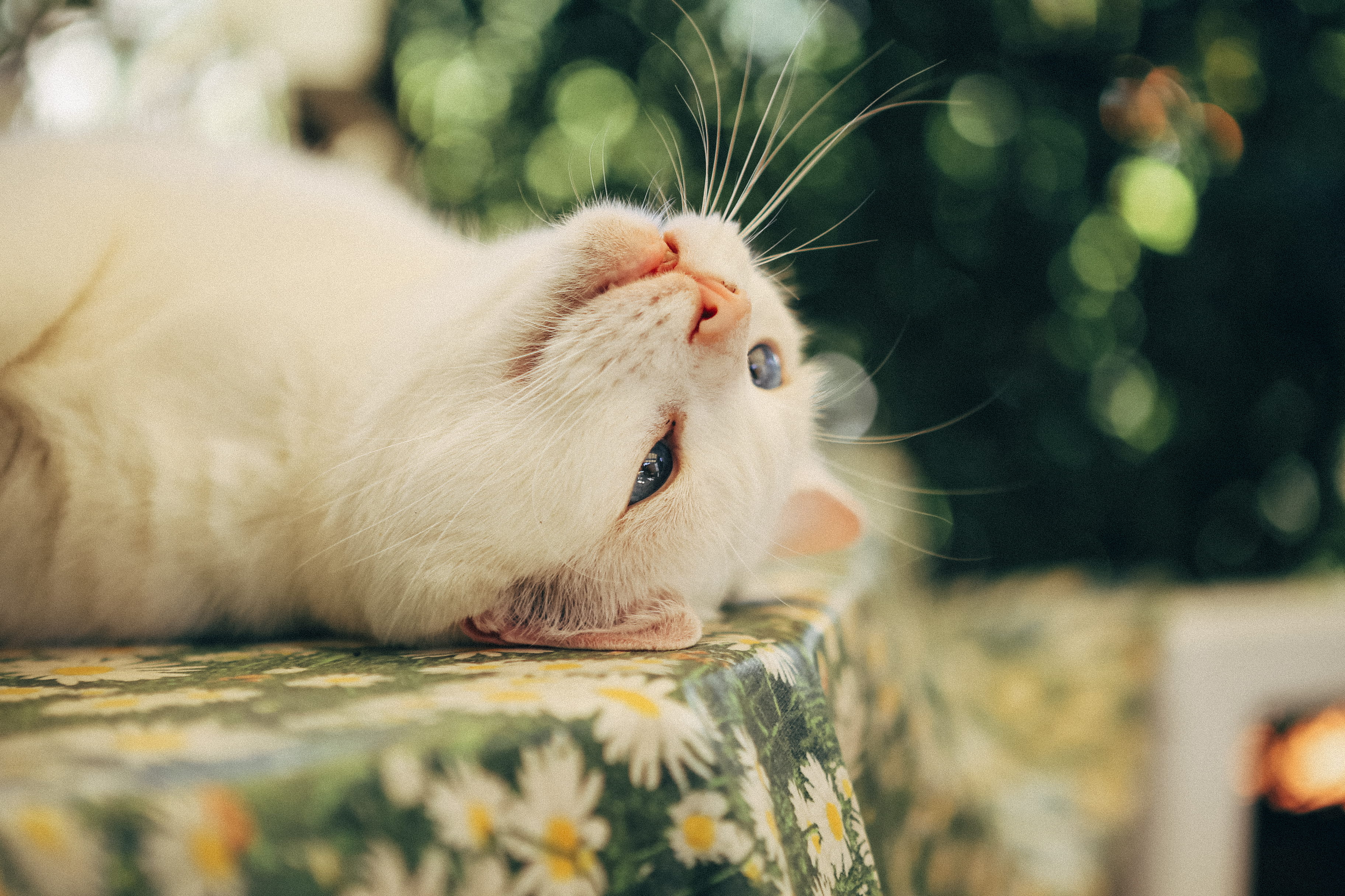 selective focus, animal head, miao, bokeh, white, eyes, portrait, mouth open, close-up, whisker, animal mouth, cats, relaxation, looking, mammal, ektar, HD Wallpaper