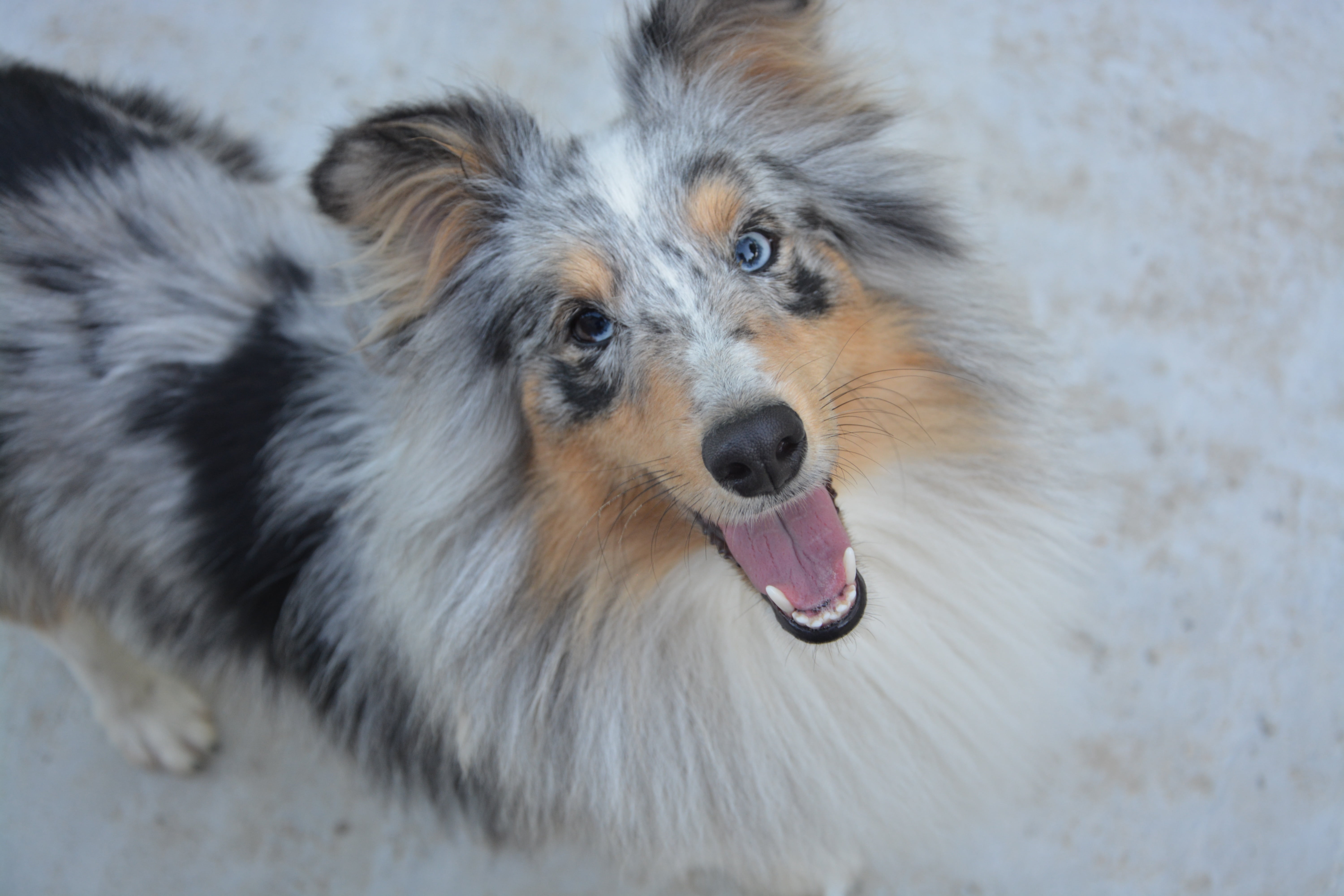 black, animal head, young, collie, animal, shetland sheepdog, blue-merle, mouth open, 5K, canine, focus on foreground, animals, domestic, looking at camera, HD Wallpaper