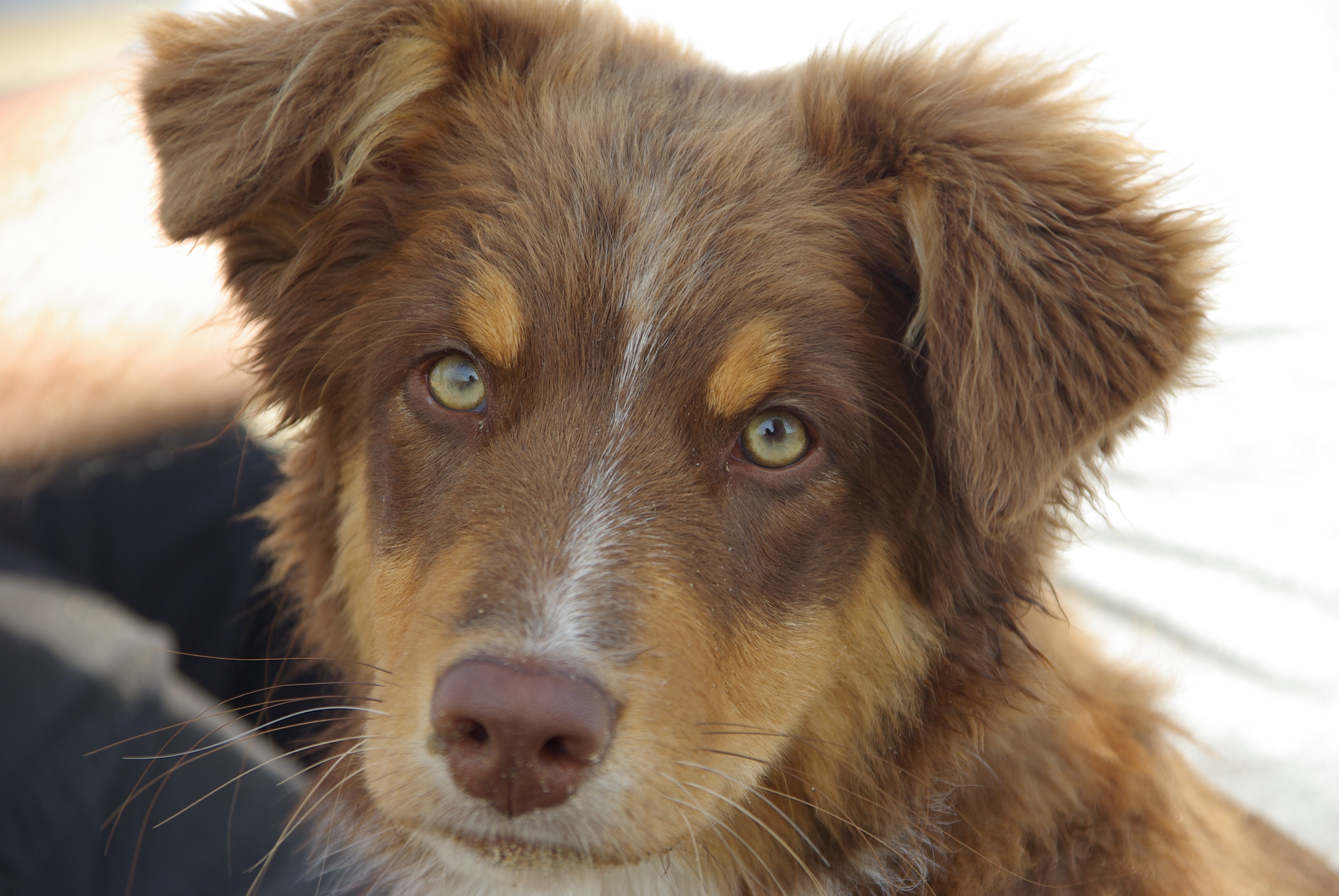 animal eye, pets, one animal, 4K, looking, whisker, canine, day, long, animal head, attention, snout, animal portrait, looking at camera, animal, focus on foreground, HD Wallpaper