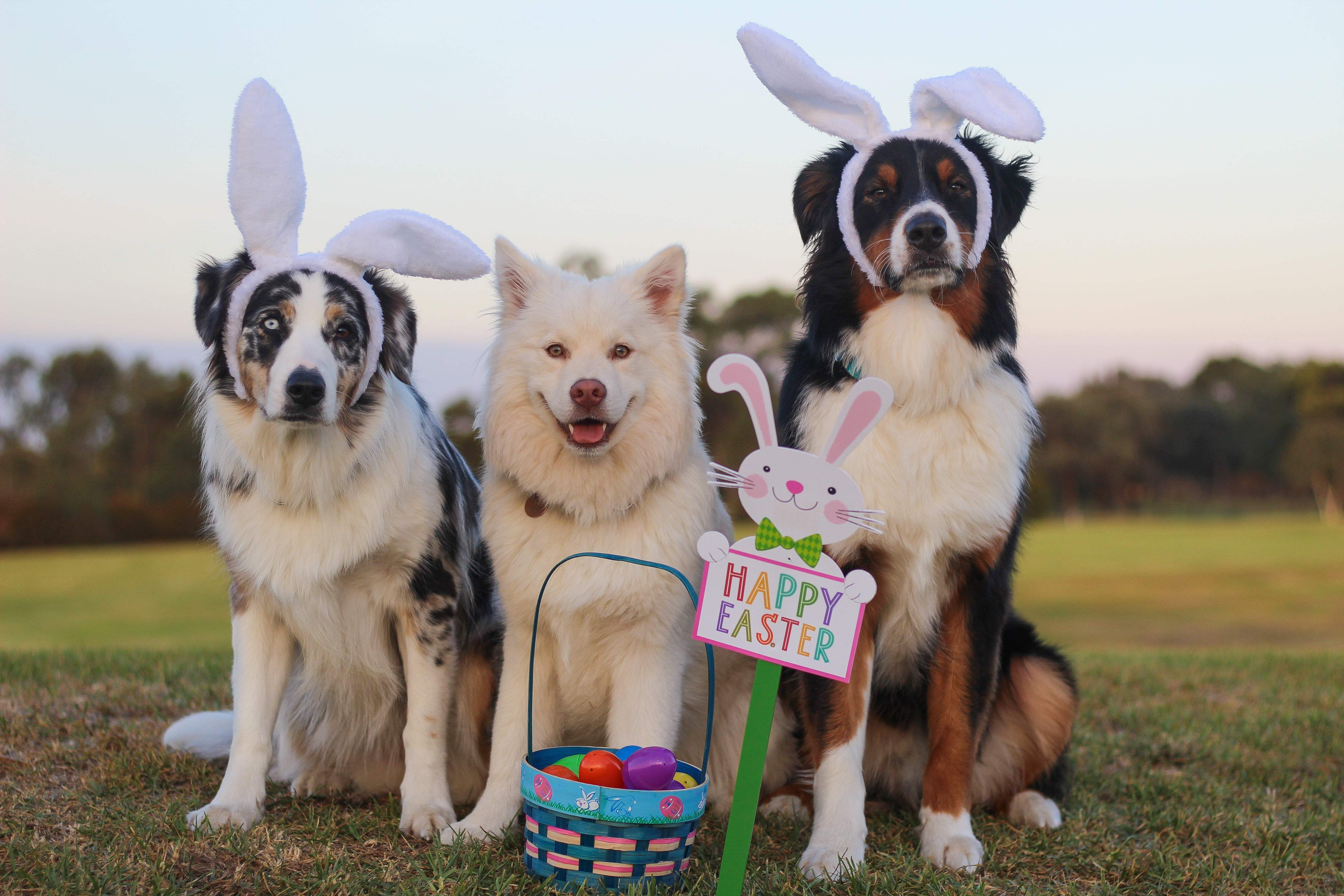 fluffy, blue merle, dogs, cute, group of animals, no people, domestic, eggs, portrait, happy easter, togetherness, day, animal, pets, mammal, nature, assorted, HD Wallpaper