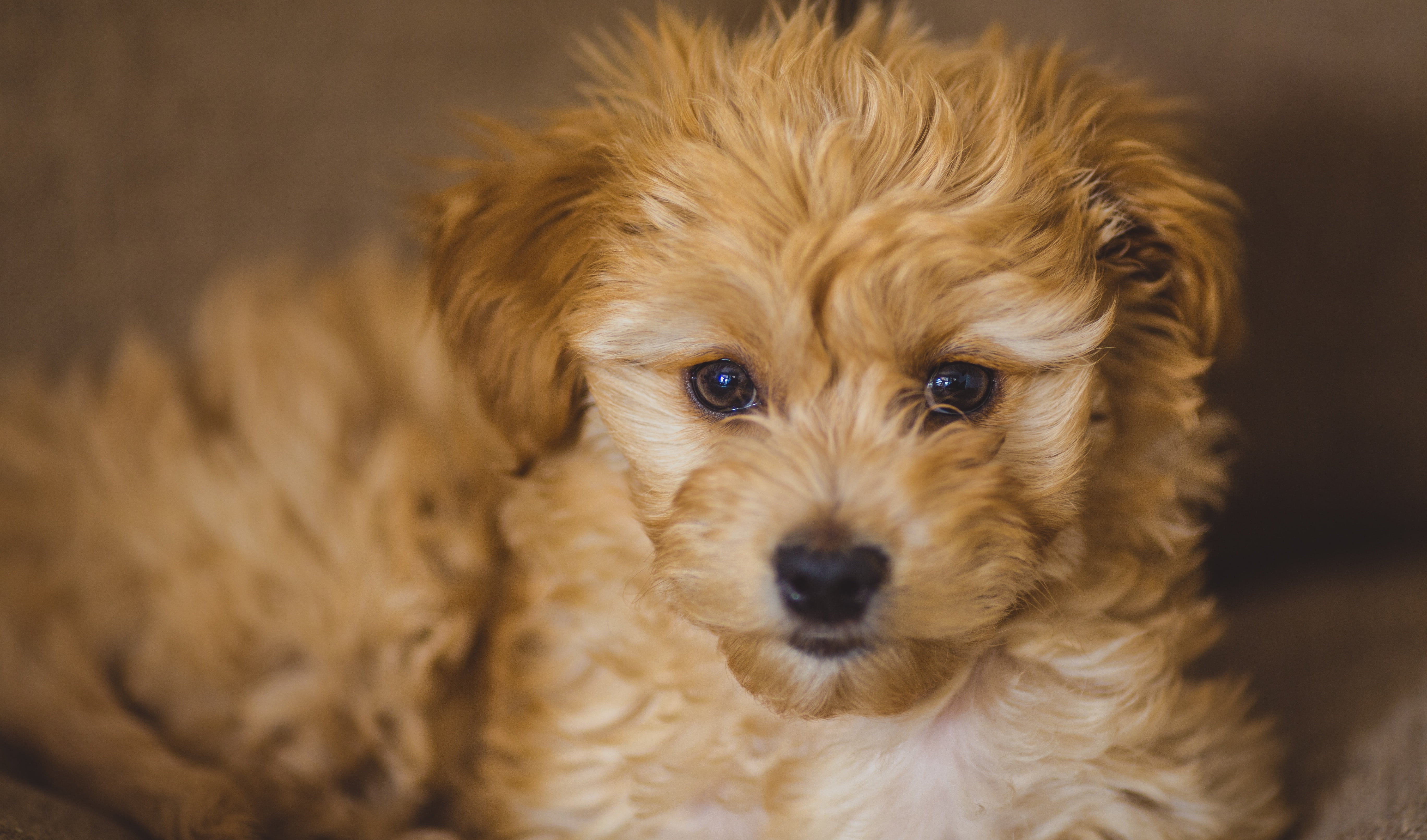 hair, domestic, cute, looking at camera, pets, dog, animal head, golden, animal hair, photography, no people, retriever, small, canine, 5K, lap dog, close, HD Wallpaper