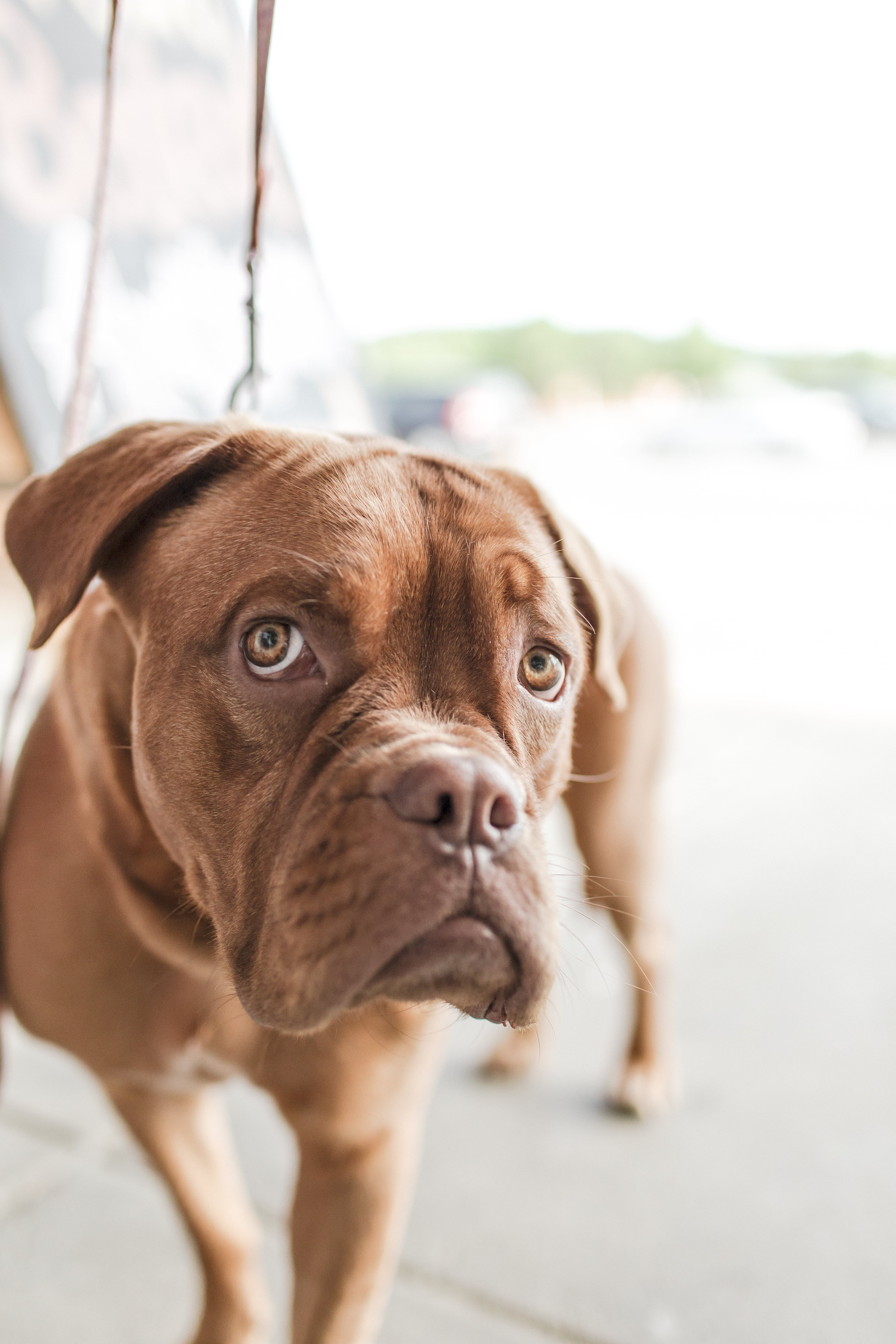 photography, vertebrate, bordeaux, pets, de, dog, small, domestic, standing, tan, day, portrait, brown, looking at camera, close-up, canine, one animal, Phone HD Wallpaper