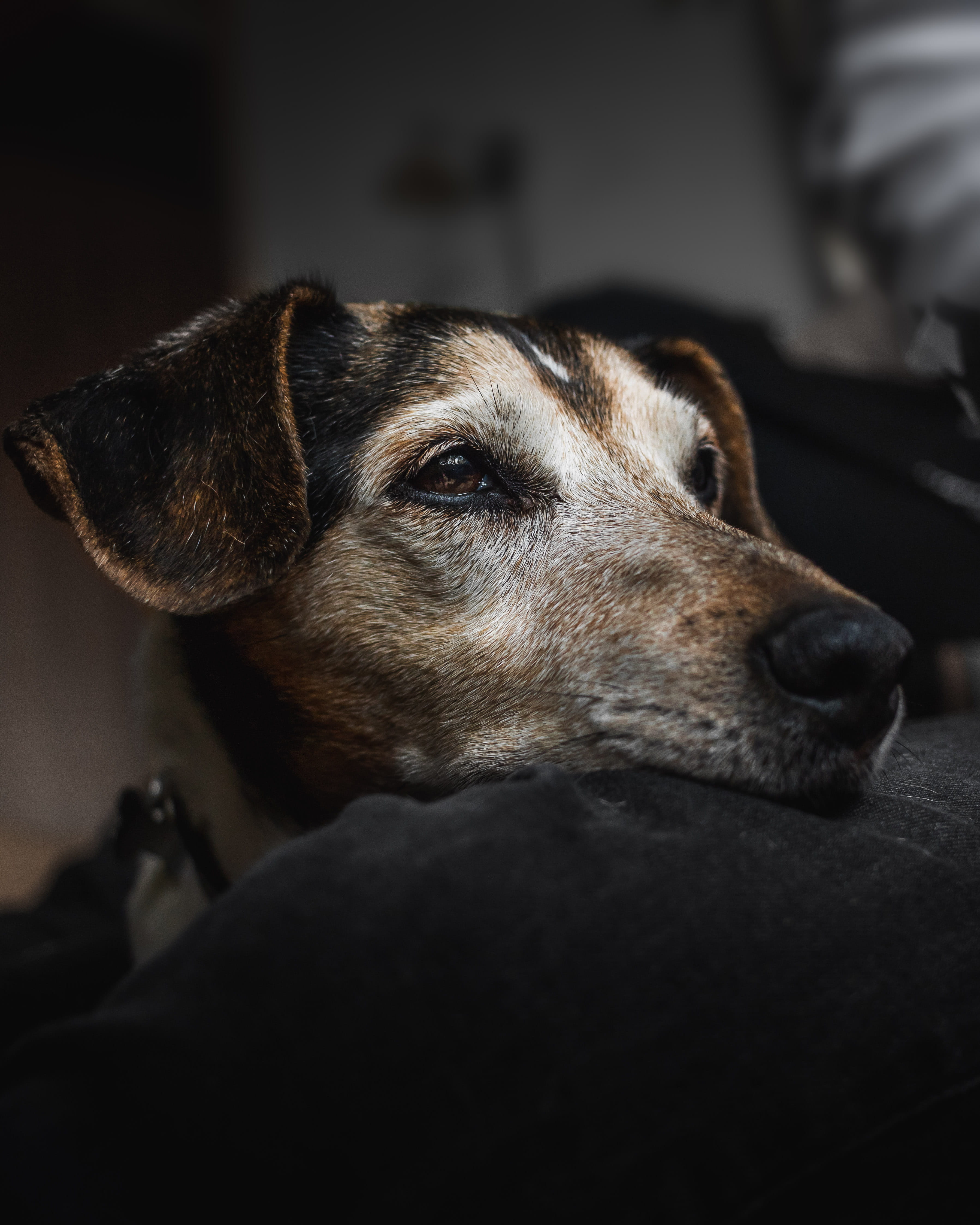 puppy, purebred Dog, 4K, looking, domestic Animals, indoors, head resting on leg, cute, pets, dark, nose, canine, dog, close-up, white, mixed-Breed Dog, Phone HD Wallpaper