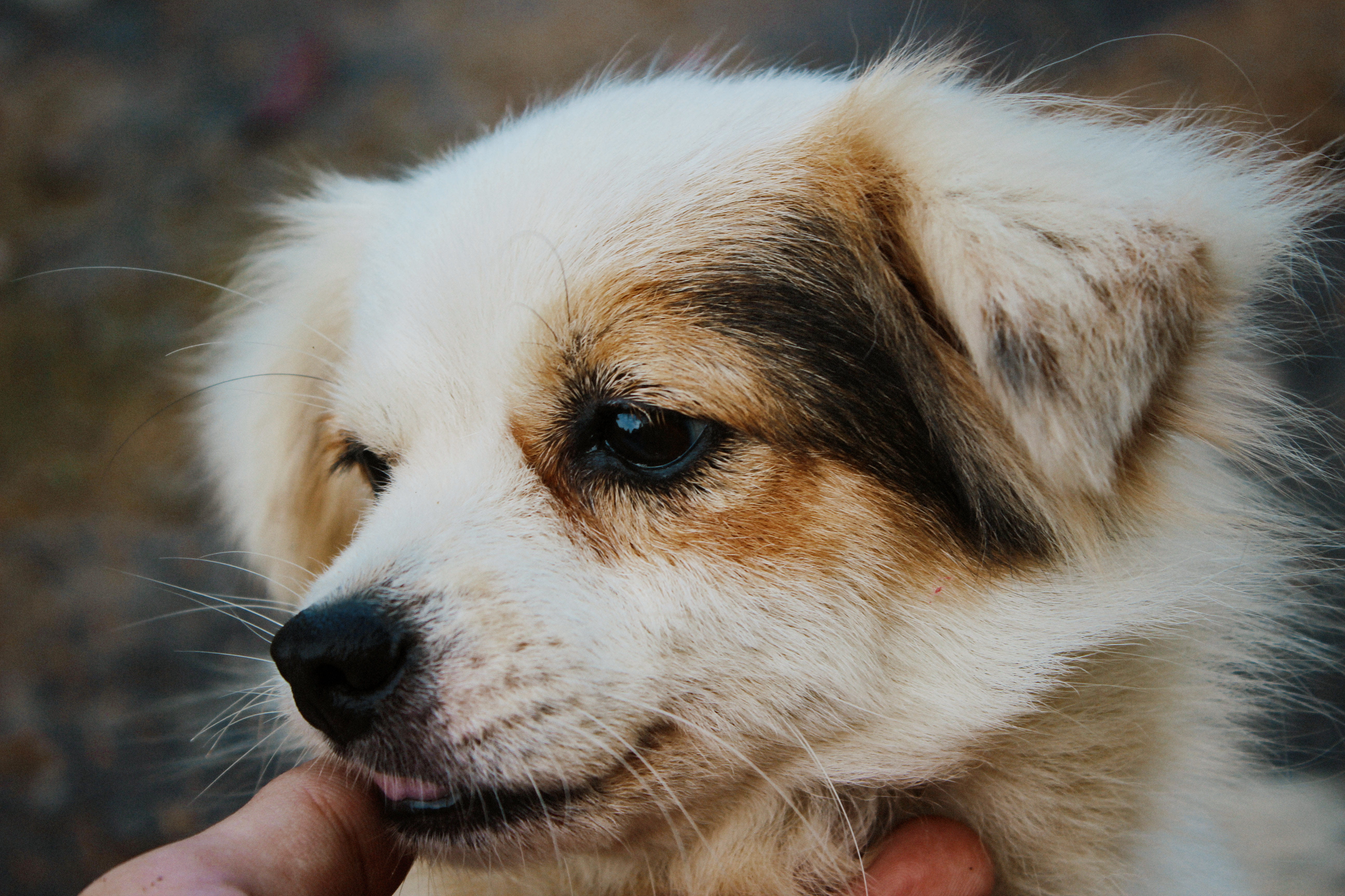 hand, snout, pet, furry, close, canine, tan, breed, pedigree, purebred, animal head, mammal, animal themes, one animal, white, eyes, finger, puppy, animal, HD Wallpaper