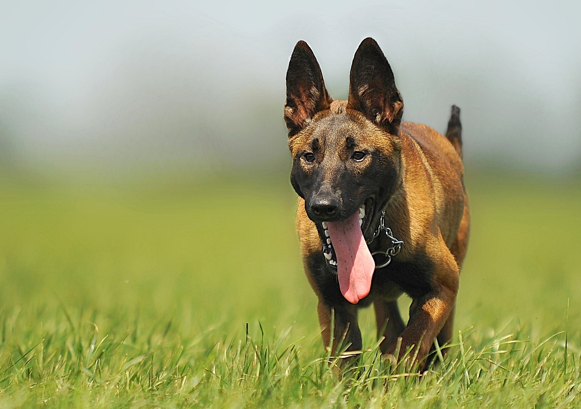 daytime, day, domestic, malinois, 1080P, running, mouth open, close, animal themes, sticking out tongue, mammal, brown, one animal, protruding, pets, facial expression, HD Wallpaper