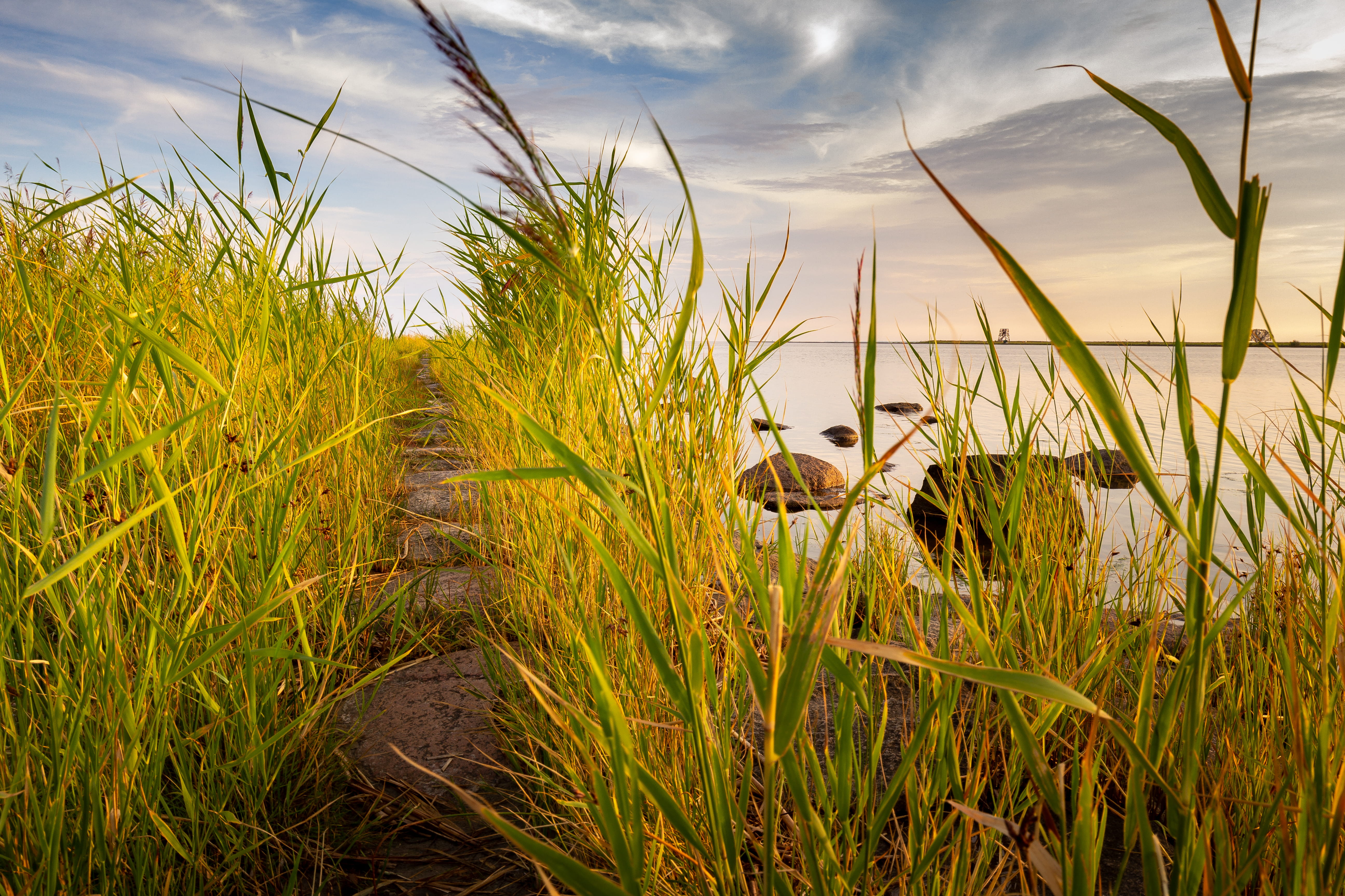 day, stones, beauty in nature, beach, parnu, grass, straw, animal, cloud - sky, one animal, no people, 5K, growth, pärnu, landscape, field, HD Wallpaper