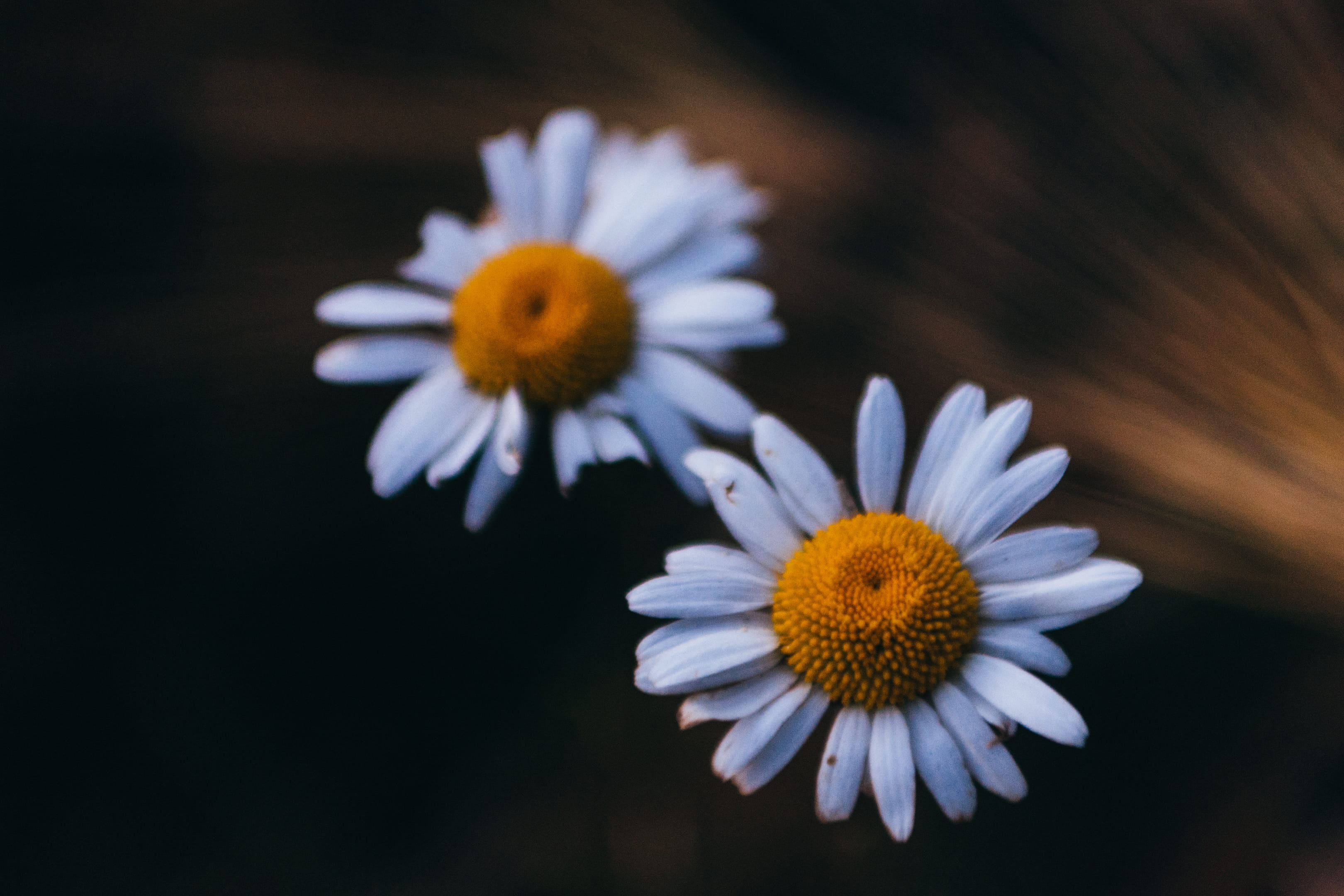 white color, 2K, nature, flowering plant, estonia, freshness, petal, spring, no people, daisy, flower head, beauty in nature, growth, outdoors, inflorescence, HD Wallpaper