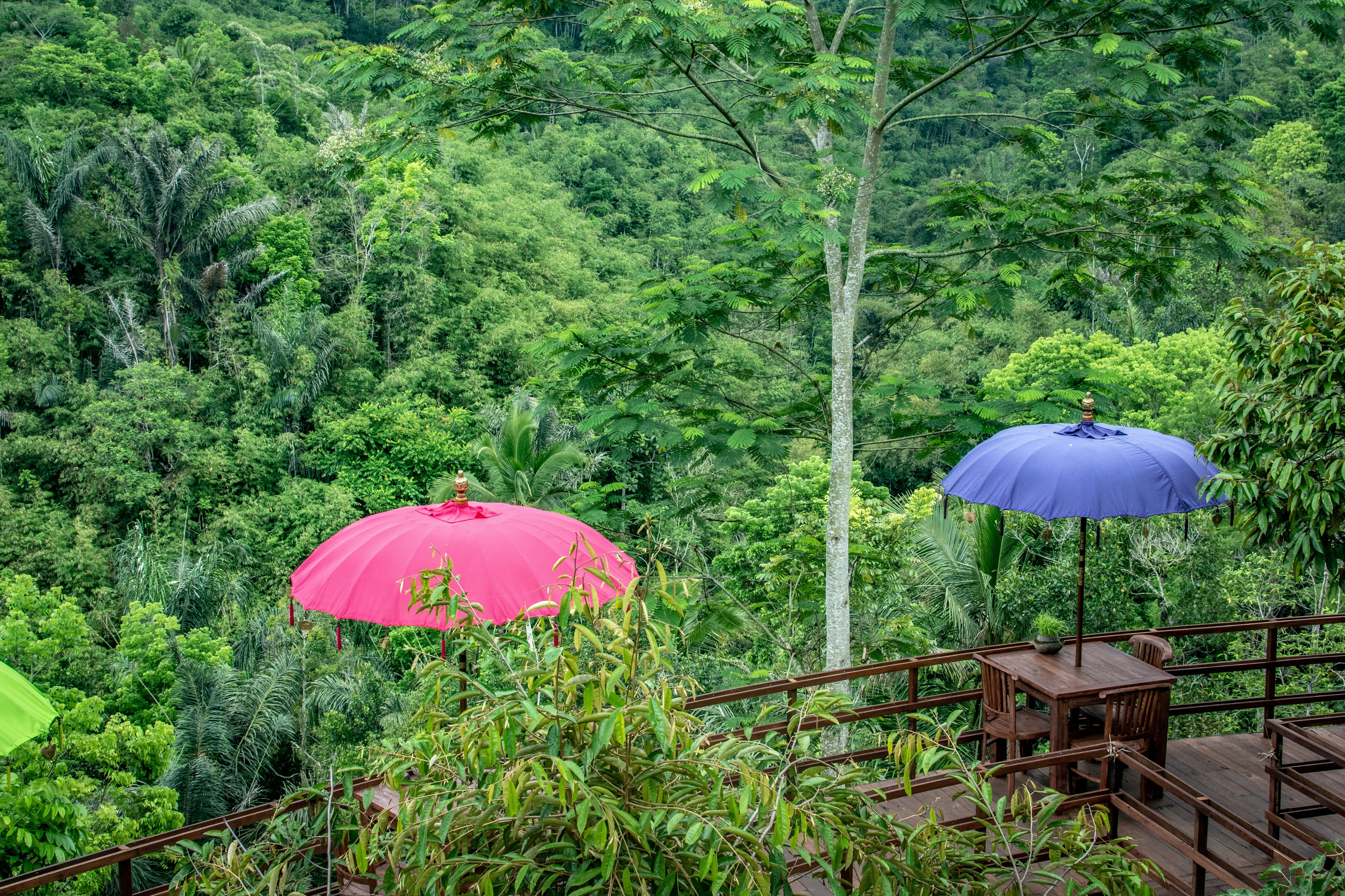 land, vacations, outdoors, oka agriculture, protection, forest, lush foliage, hangout, plant, tree, no people, indonesia, holiday, adventure, travel, scenic, HD Wallpaper