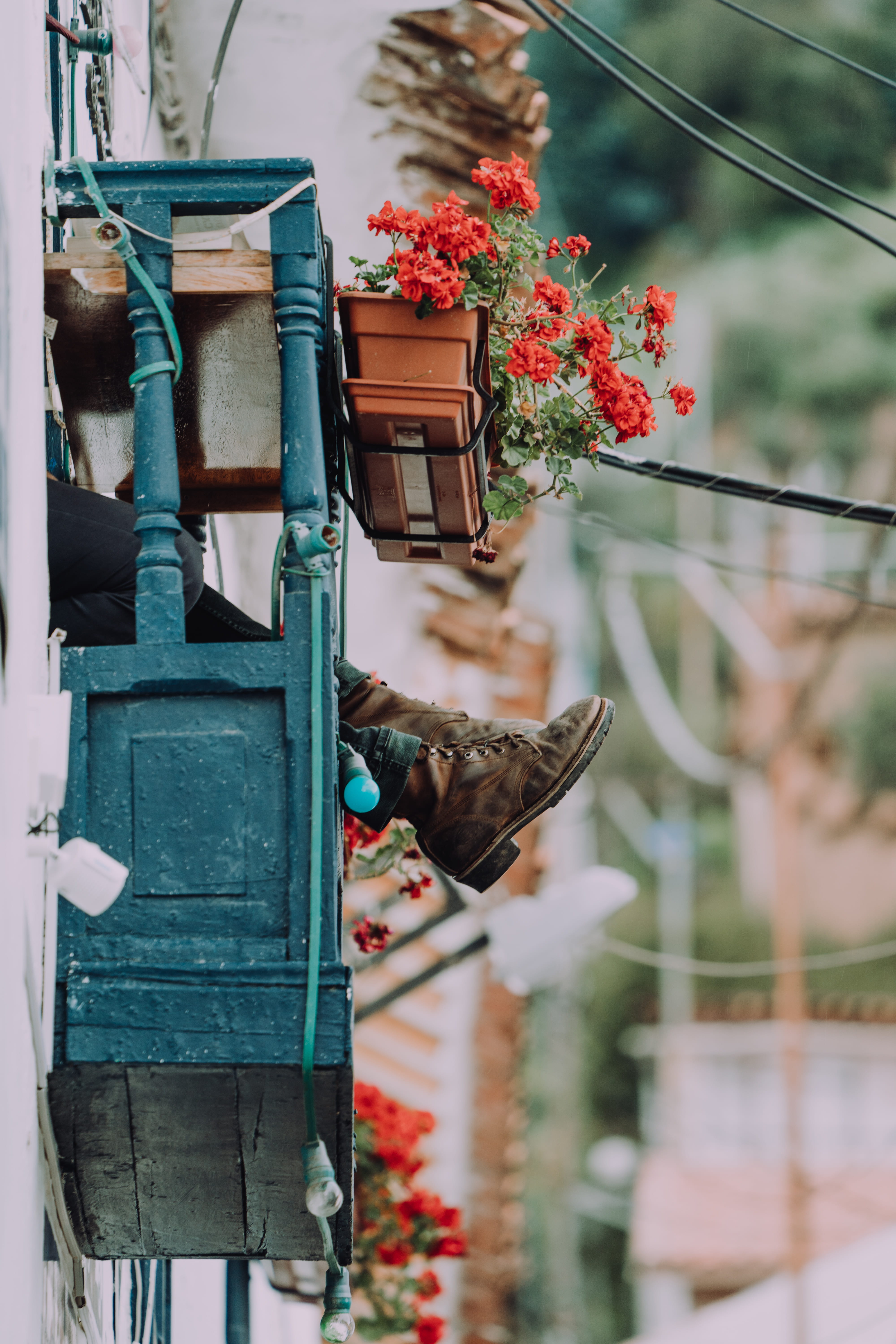 sitting, flowering plant, boots, outside, flower, animals in the wild, focus on foreground, animal, s, sticking, plant, built structure, hanging, animal themes, Phone HD Wallpaper