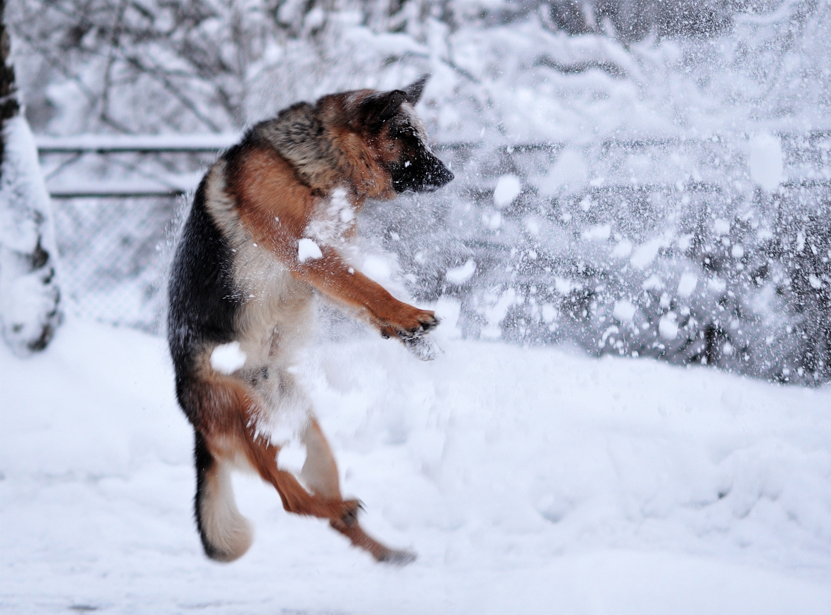 winter, outdoors, land, Shepherd, snowing, day, 2K, tan, animal themes, cold temperature, dog, Pets, black, nature, having fun, canine, Plying, domestic, HD Wallpaper