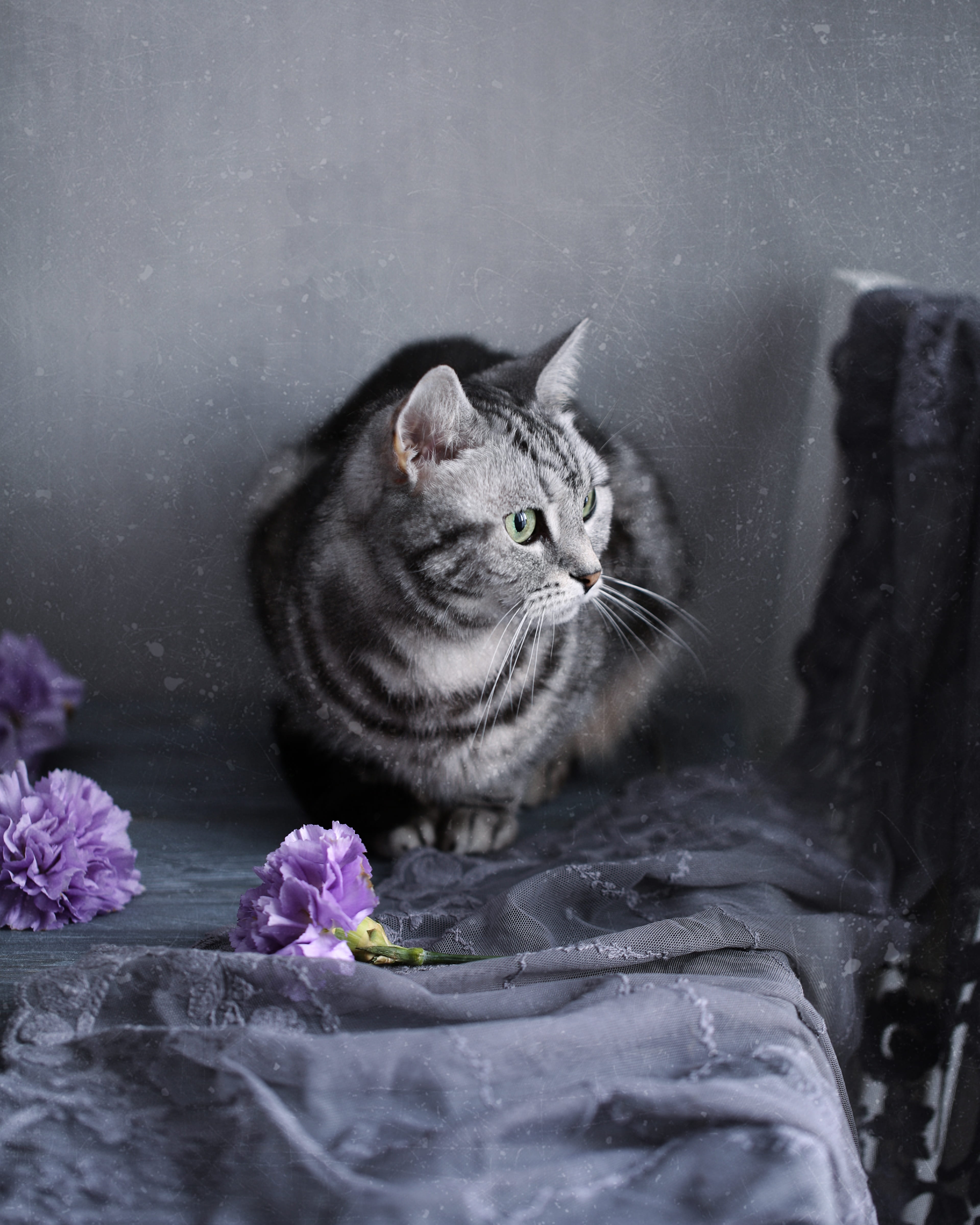 have fun, flower, young, portrait, beauty in nature, colorfully, nature, tabby, nice, furry, animals, domestic animals, stomach, hair, domestic cat, dream, Phone HD Wallpaper