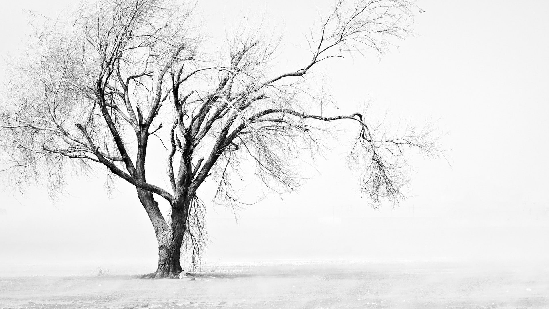 tranquil scene, cold temperature, white, landscape, outdoors, bare tree, no people, tree trunk, plant, monochrome, white background, branch, simple, scenics - nature, HD Wallpaper