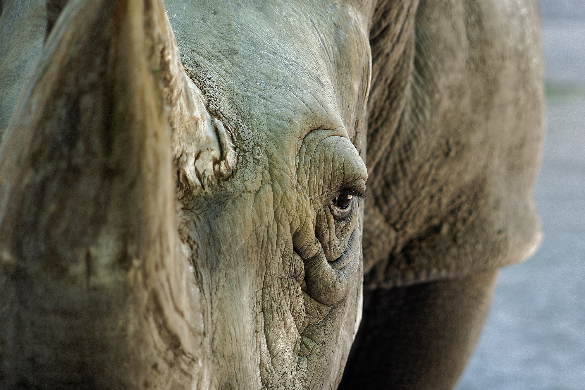rhino, eyes, animals, 1080P, looking at viewer, HD Wallpaper