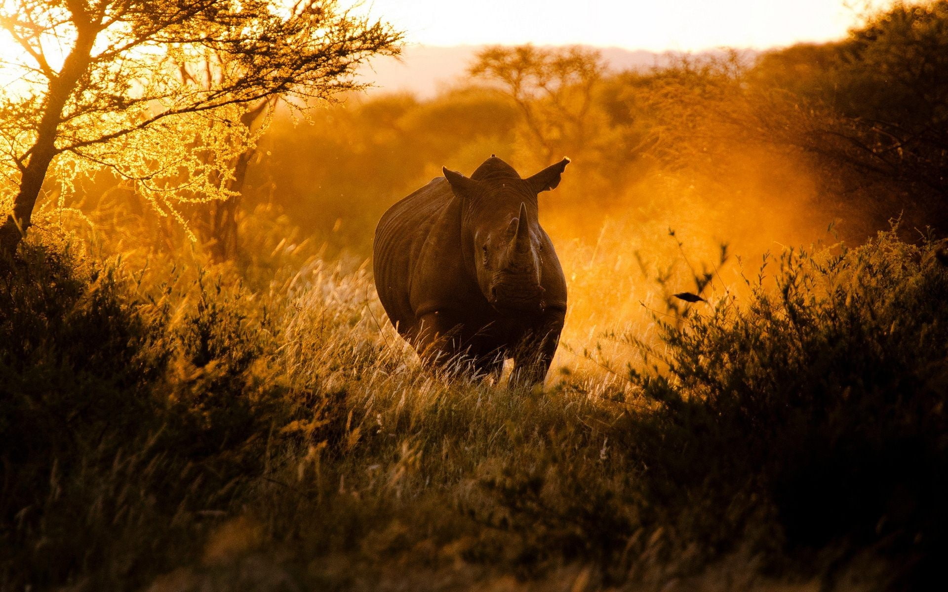 herbivorous, mammals, animal themes, animal wildlife, grass, no people, one animal, animal, mist, sunset, sunlight, animals, wildlife, selective focus, HD Wallpaper