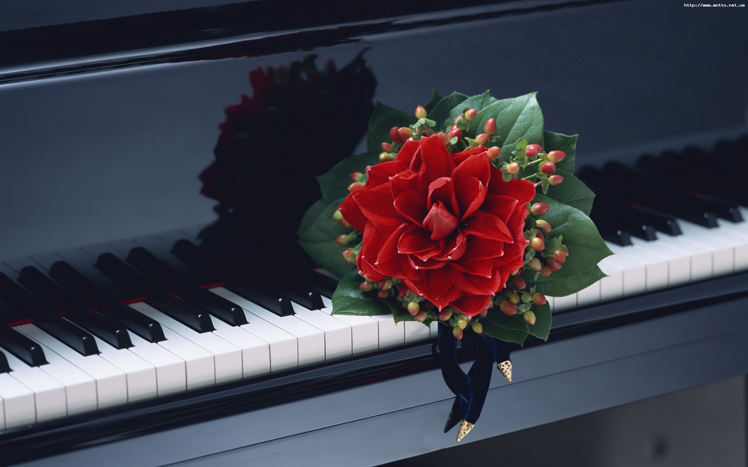 red, backgrounds, fragility, keyboard instrument, flowering plant, rose - flower, petal, strings, entertainment, classical Music, no people, design, piano, HD Wallpaper