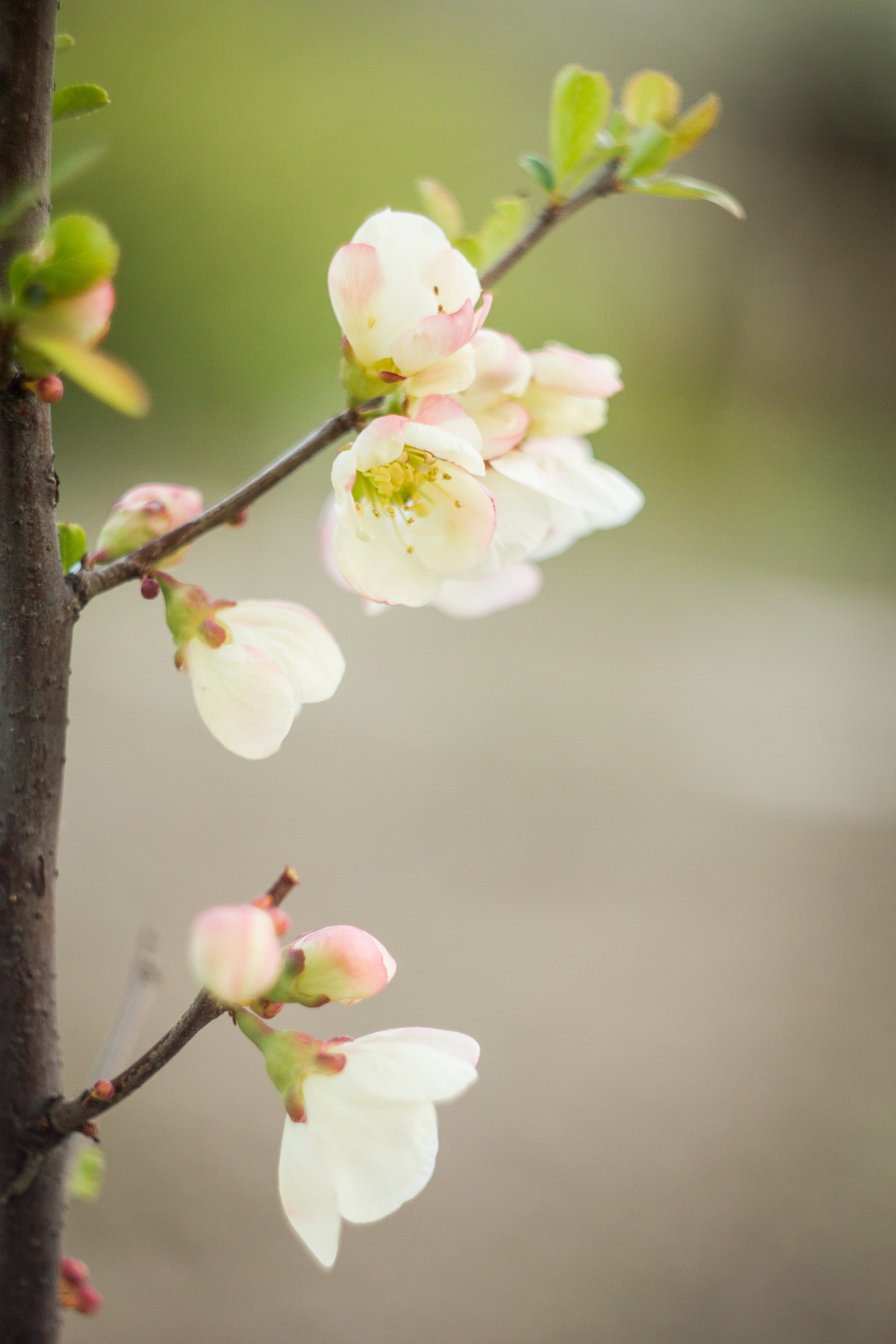 springtime, freshness, garden, inflorescence, flowering plant, blossom, organic, plant, outdoors, farming, beauty in nature, nature, flower head, twig, Phone HD Wallpaper