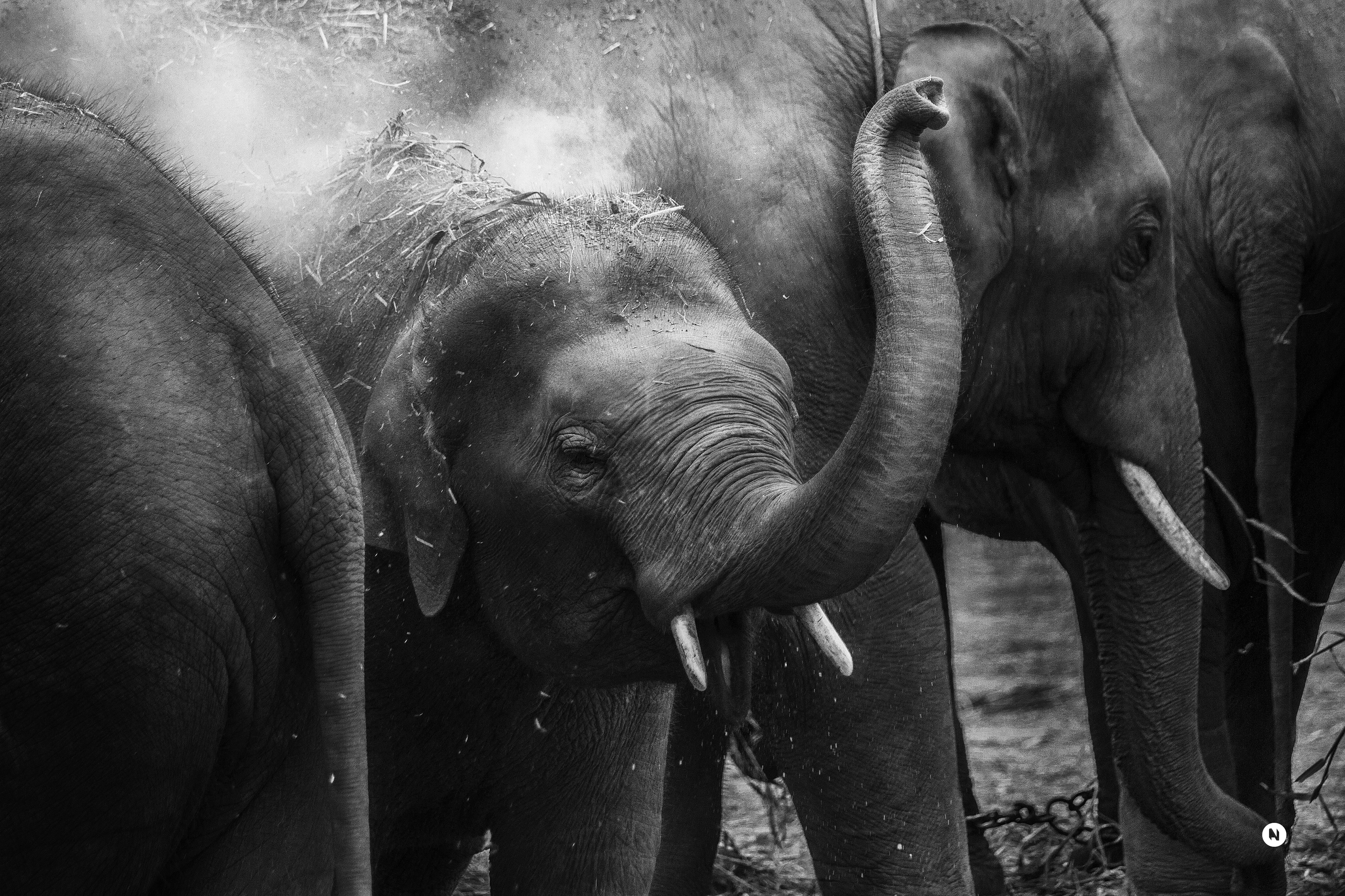 animal wildlife, photography, wildlife, nature, head, elephant, domestic animals, two animals, photo, trunk, herbivorous, white, no people, black, grey, HD Wallpaper