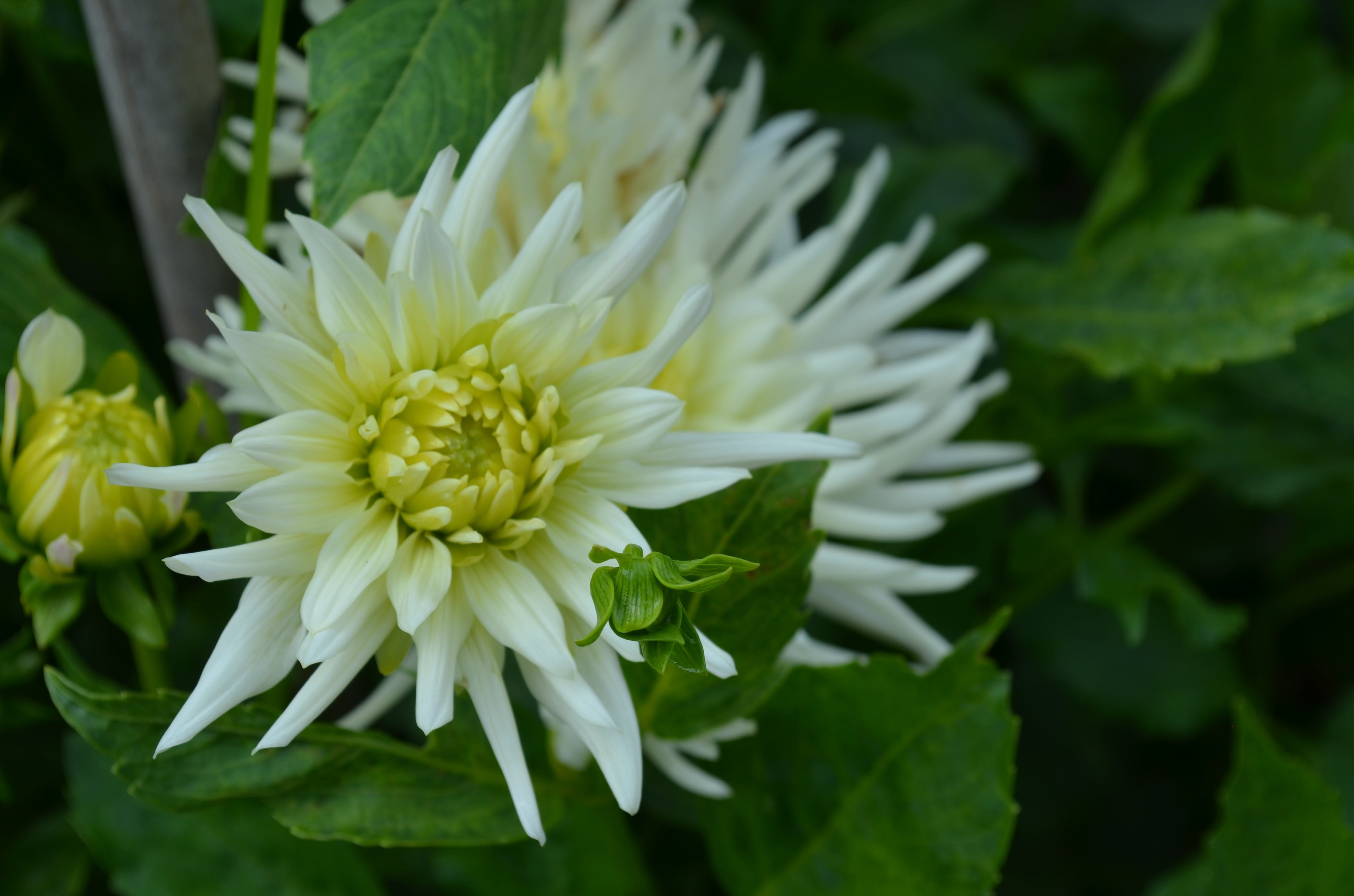 white color, garden plant, flowering plant, inflorescence, fragility, pollen, outdoors, beauty in nature, plant part, double flower, no people, growth, HD Wallpaper