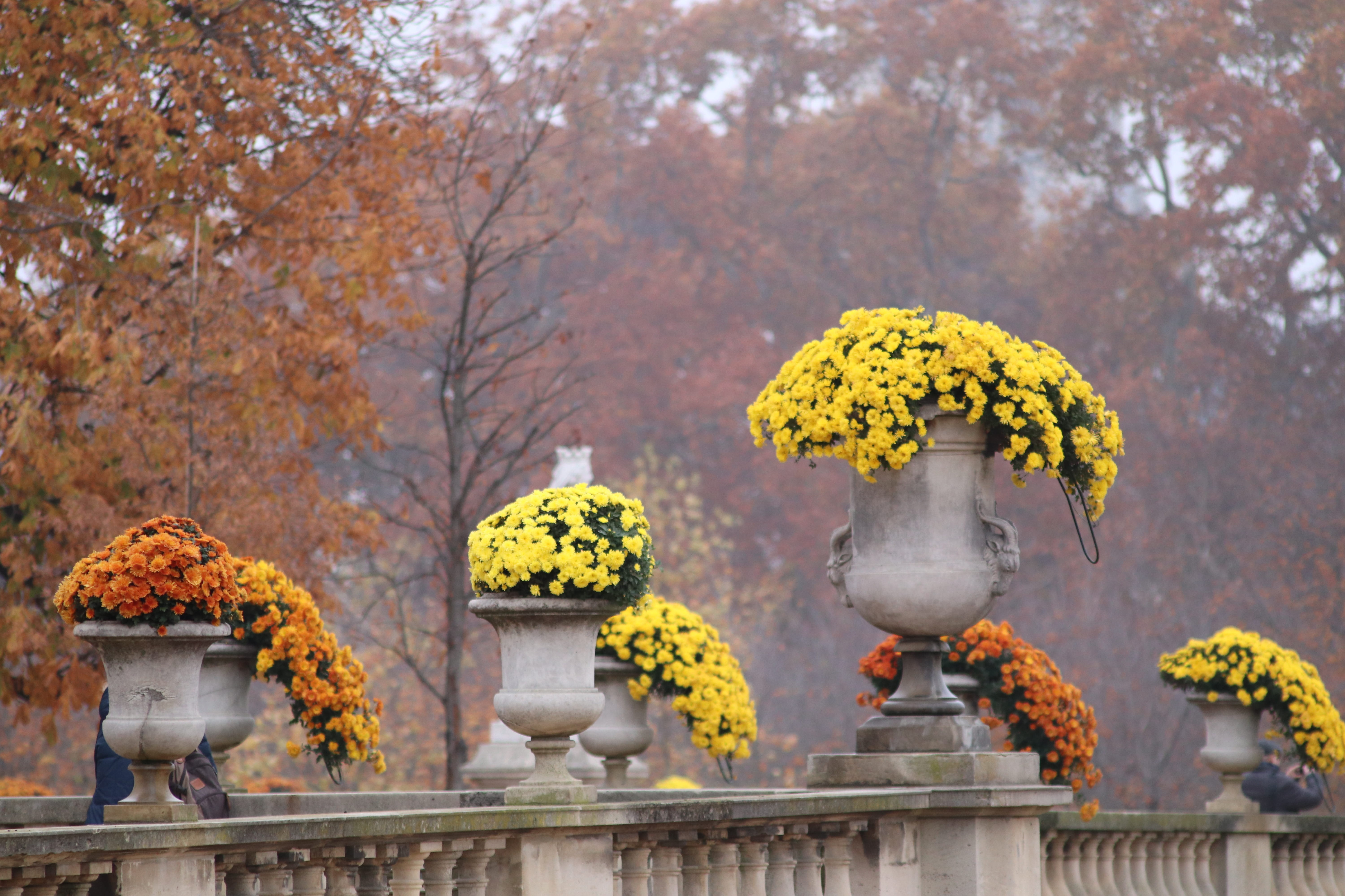 17th century, flowering, public garden, belief, orange, flower, autumn collection, flowers, water, mums, day, religion, chrysanthemum, representation, nature, HD Wallpaper