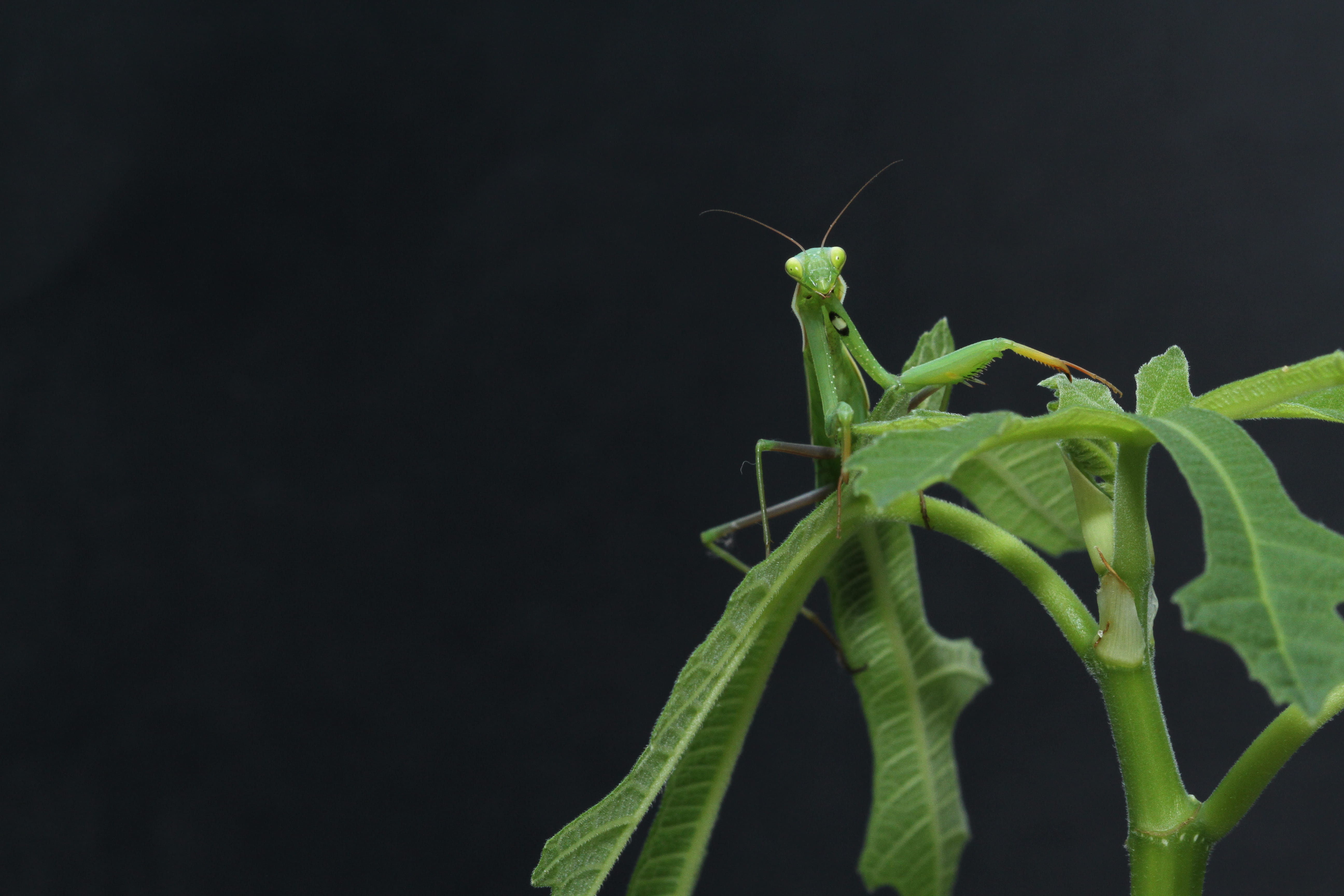 plant, studio shot, close-up, animals in the wild, invertebrate, nature, closeup photography, green, copy space, macro, perching, animal antenna, black background, HD Wallpaper