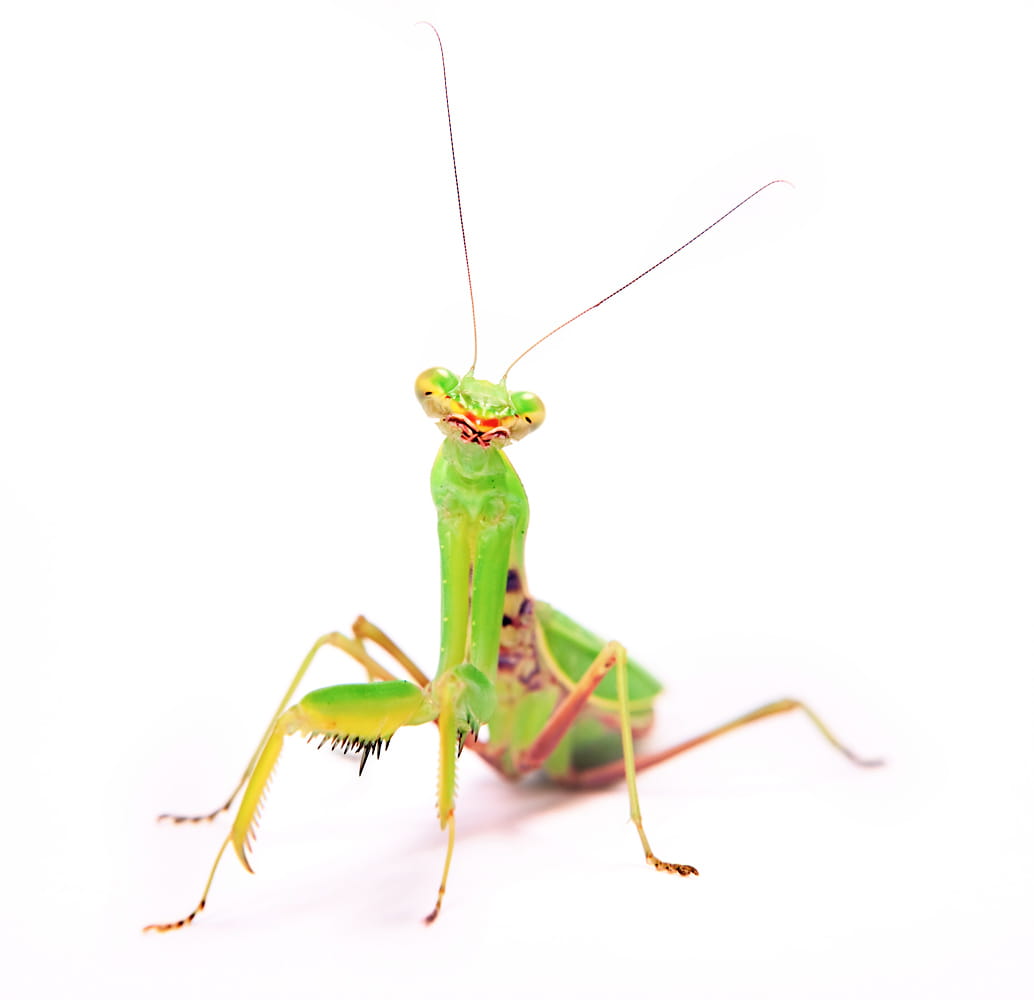 rhombodera, indoors, studio shot, crawly, animals in the wild, no people, animal antenna, insect, isolatedonwhite, lookingatcamera, antenna, one animal, HD Wallpaper