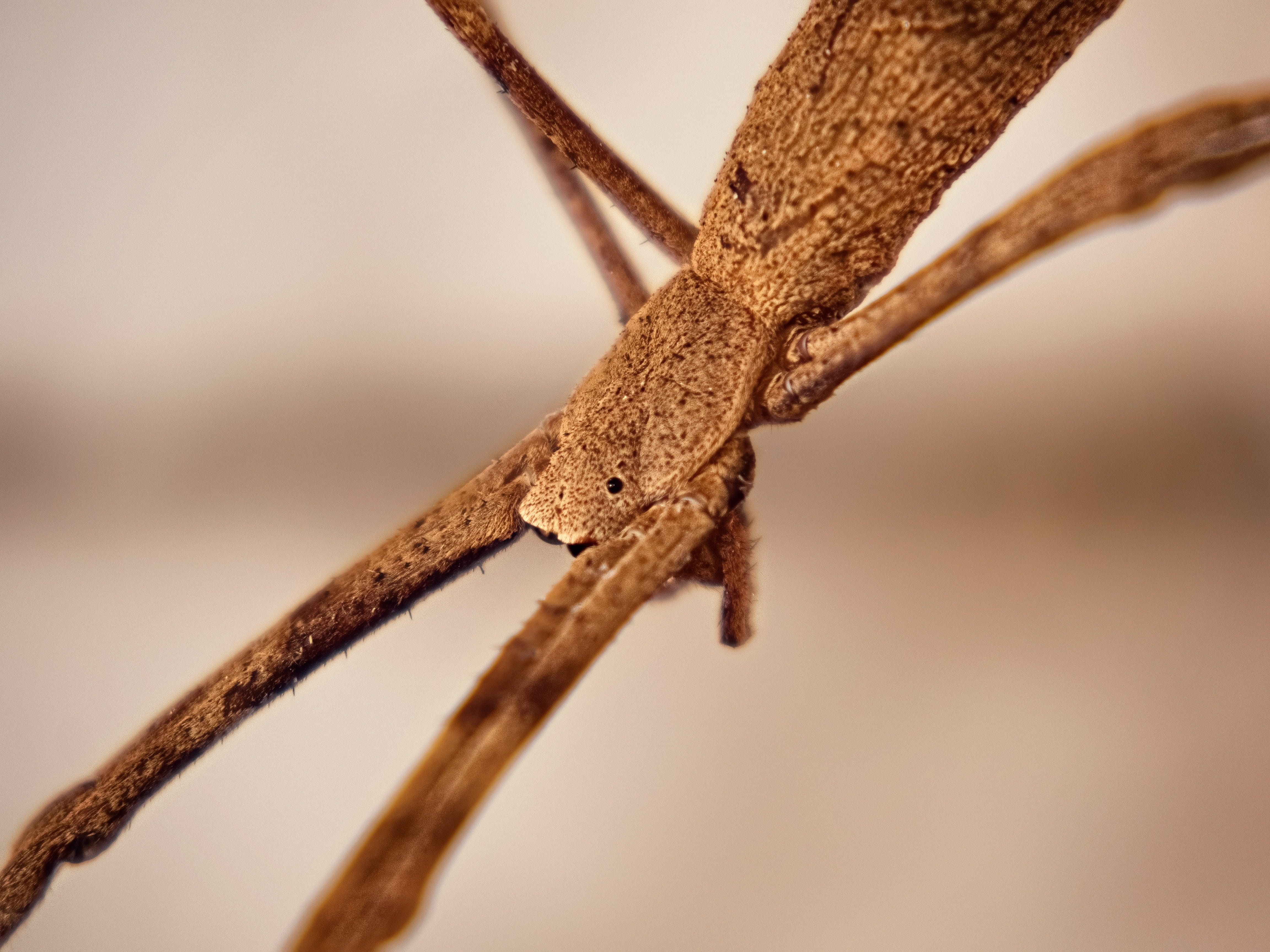 branch, animal, arachnid, close, brown, depth of field, eyes, day, outdoors, legs, bug, focus on foreground, depth, nature, one animal, no people, torso, HD Wallpaper